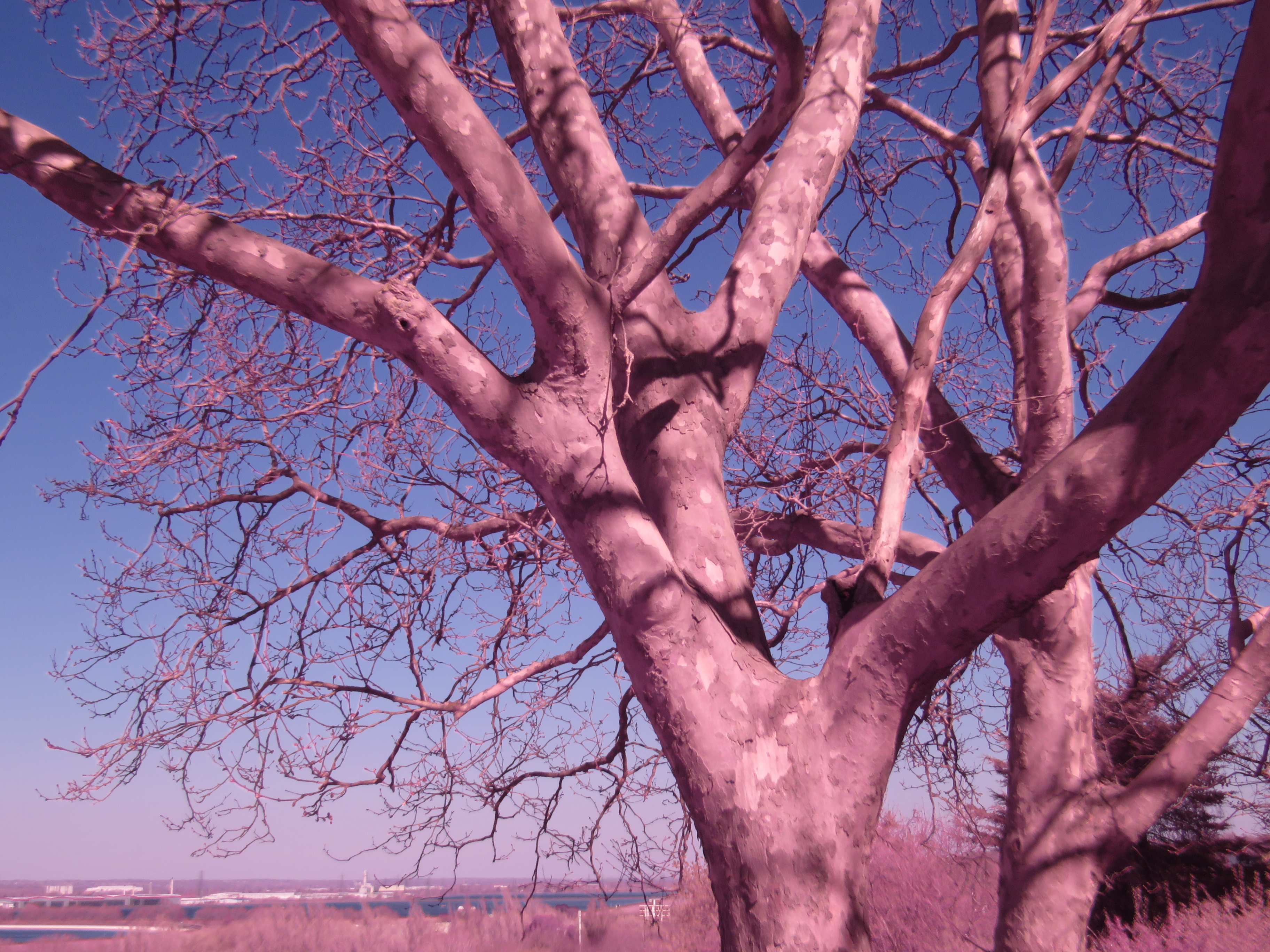 Canon Powershot SX540 HS, ISO 100, f/8, 1/500 s