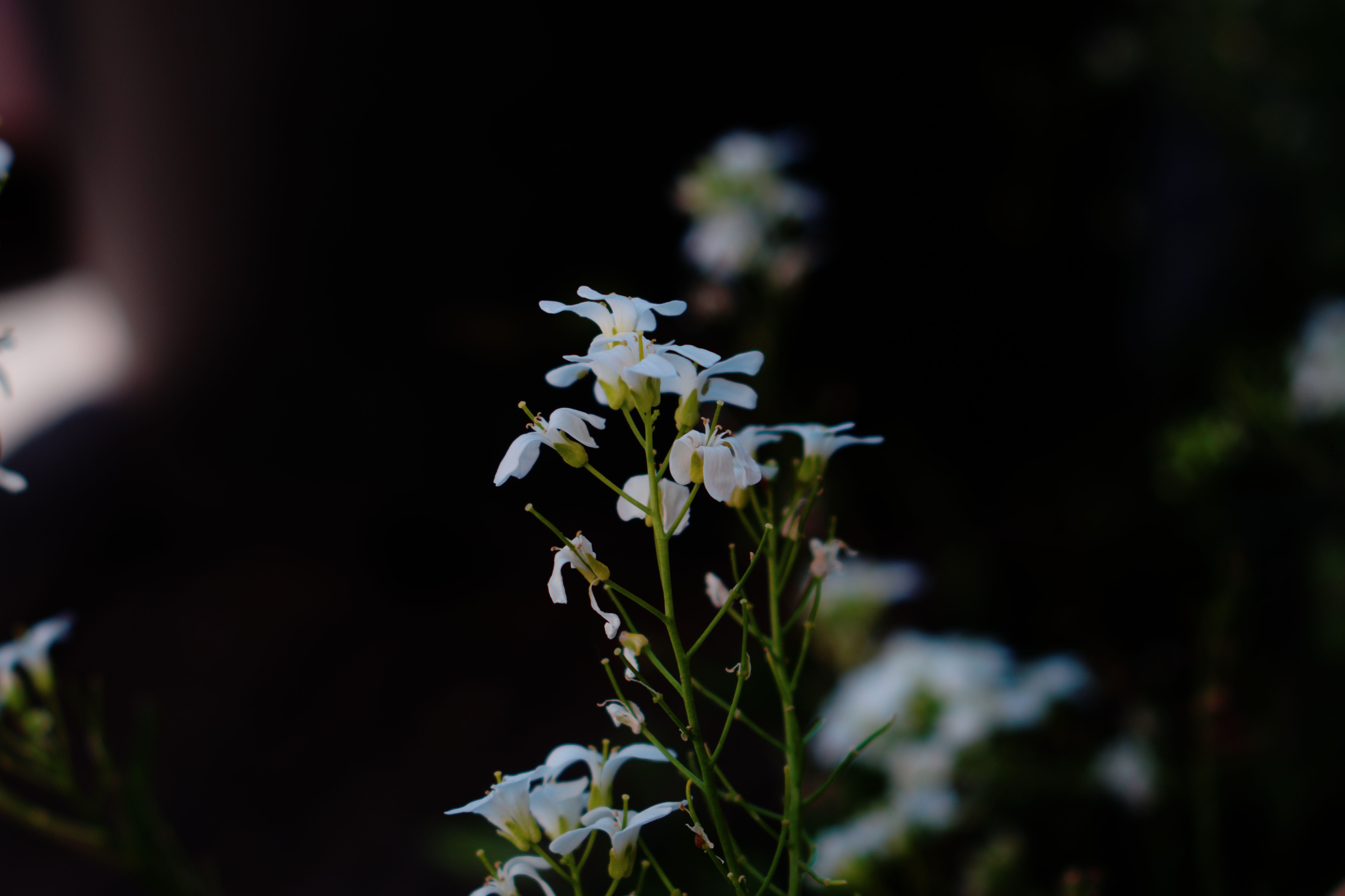 FujiFilm X-T20 + Canon FD 75mm-200mm f/4.5, ISO 200, f/?, 1/250 s