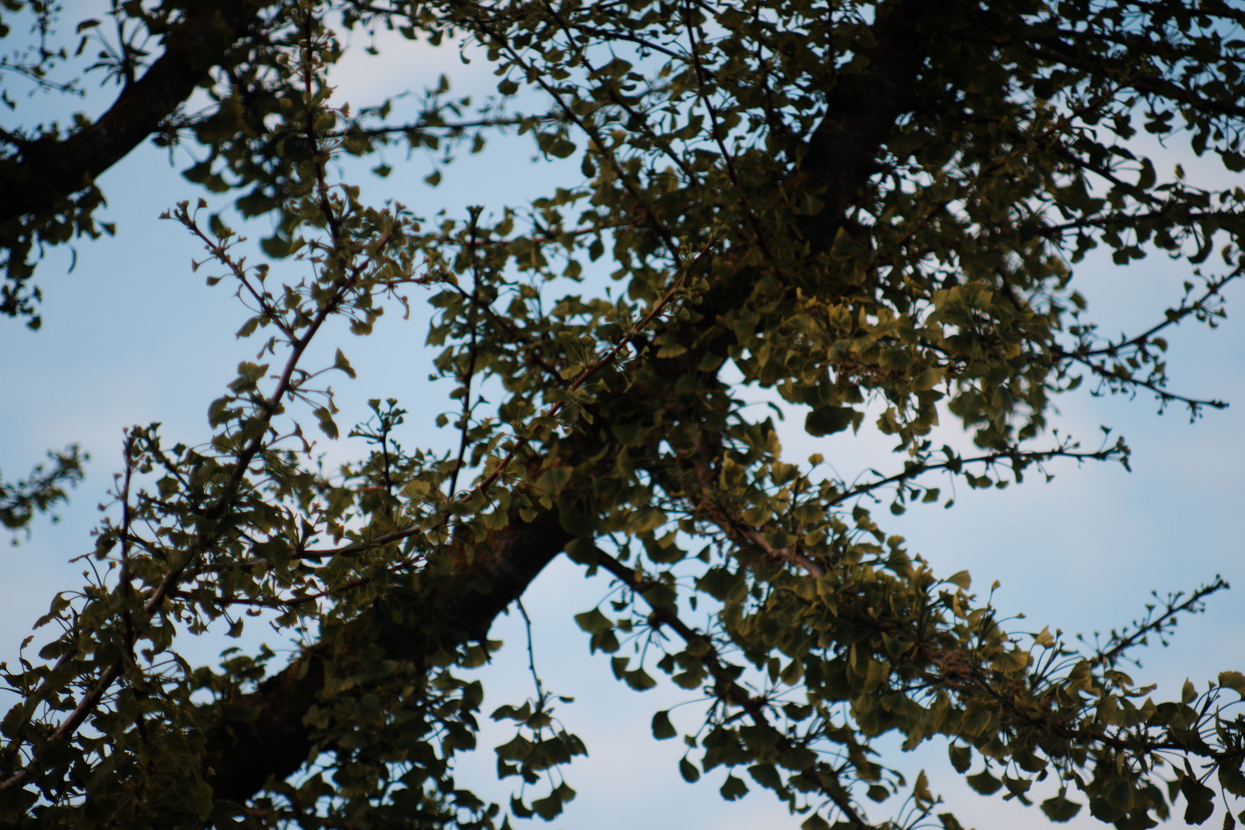FujiFilm X-T20 + Canon FD 75mm-200mm f/4.5, ISO 200, f/?, 1/250 s