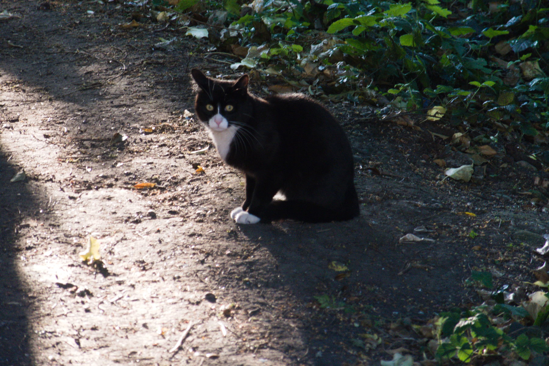 Panasonic Lumix DMC-TZ100, ISO 1600, f/5.9, 1/80 s