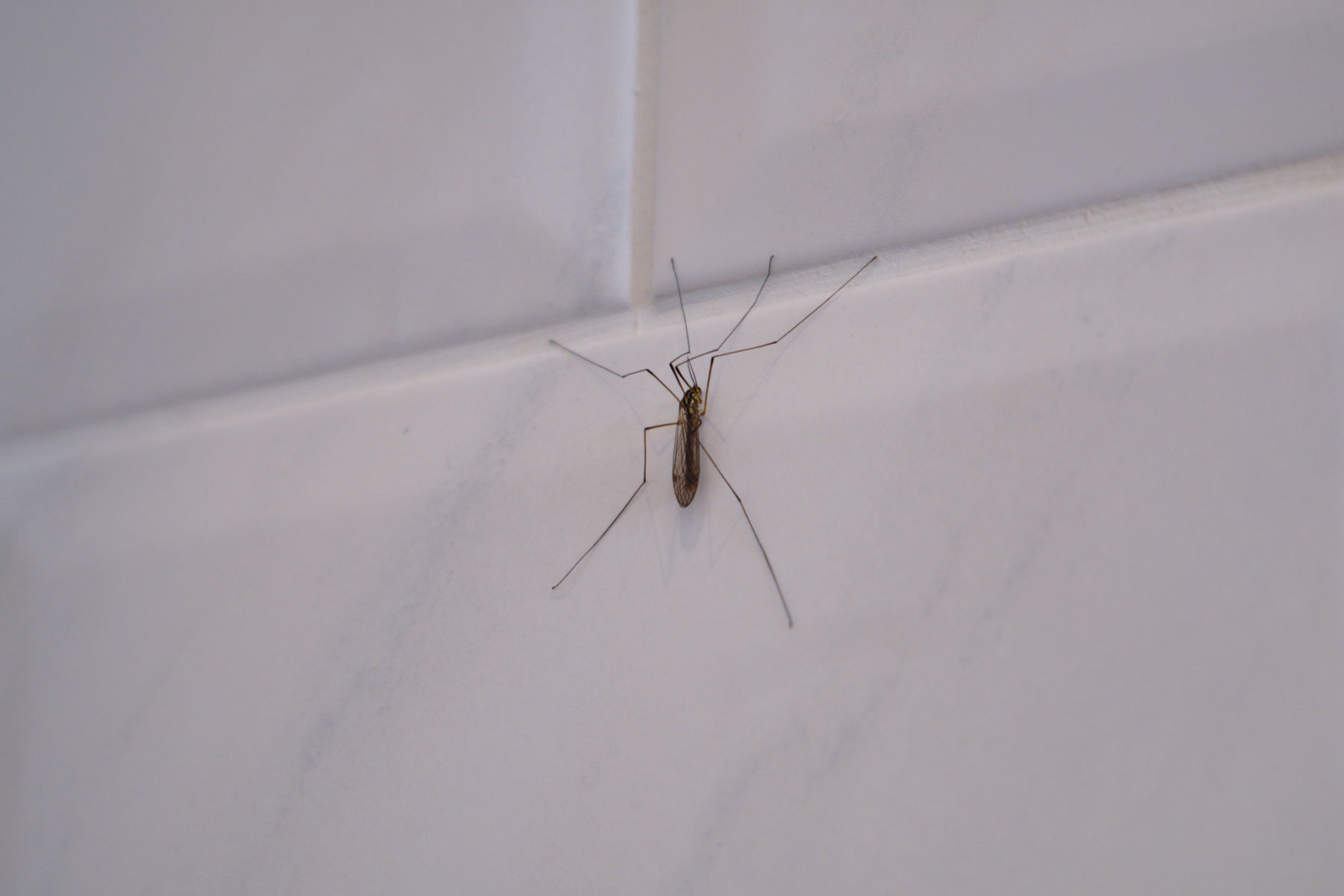 FujiFilm X-T20 + Canon FD 75mm-200mm f/4.5, ISO 800, f/?, 1/125 s