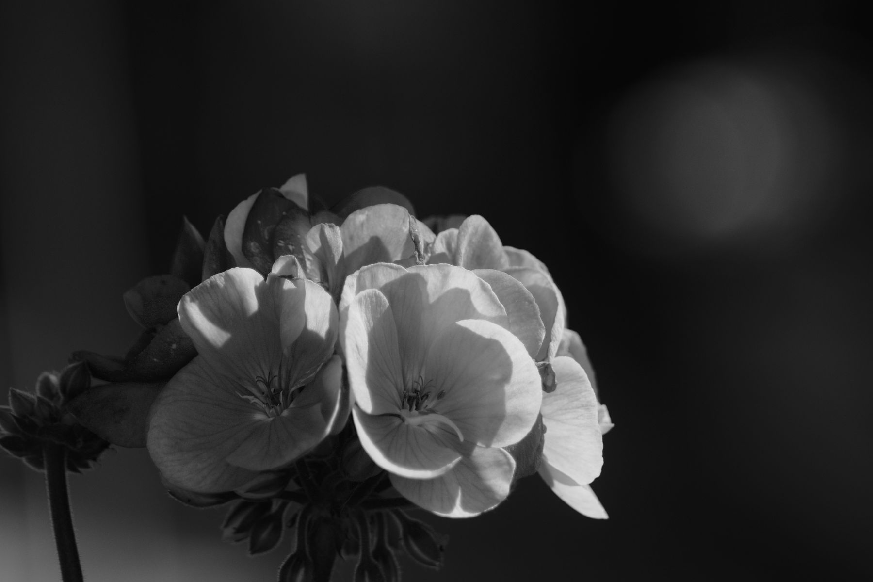 FujiFilm X-T20 + Tamron 90mm f/2.5 SP + Tamron 2x Teleconverter, ISO 200, f/8, 1/1000 s