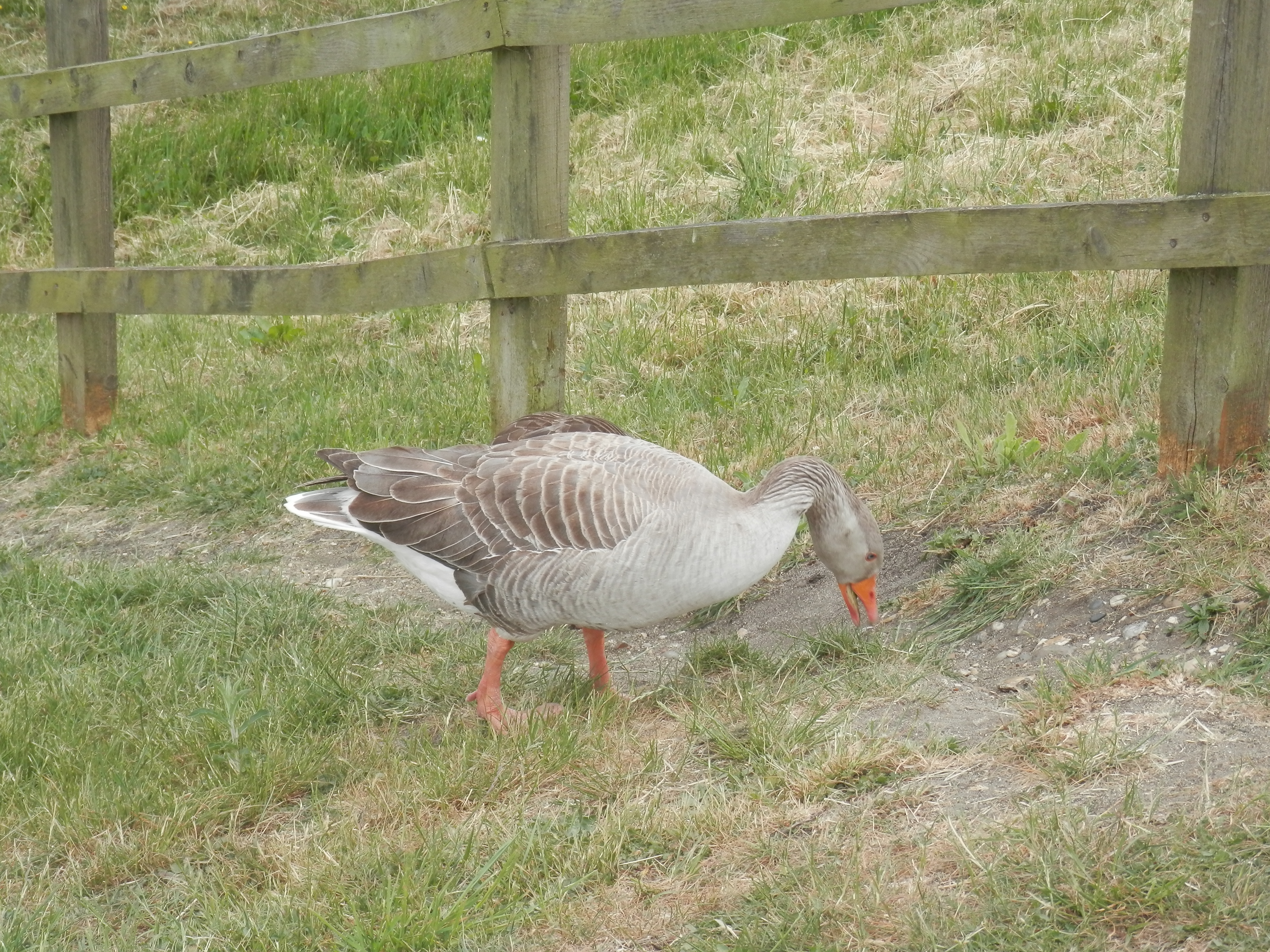 Olympus SZ-14, ISO 80, f/5, 1/125 s