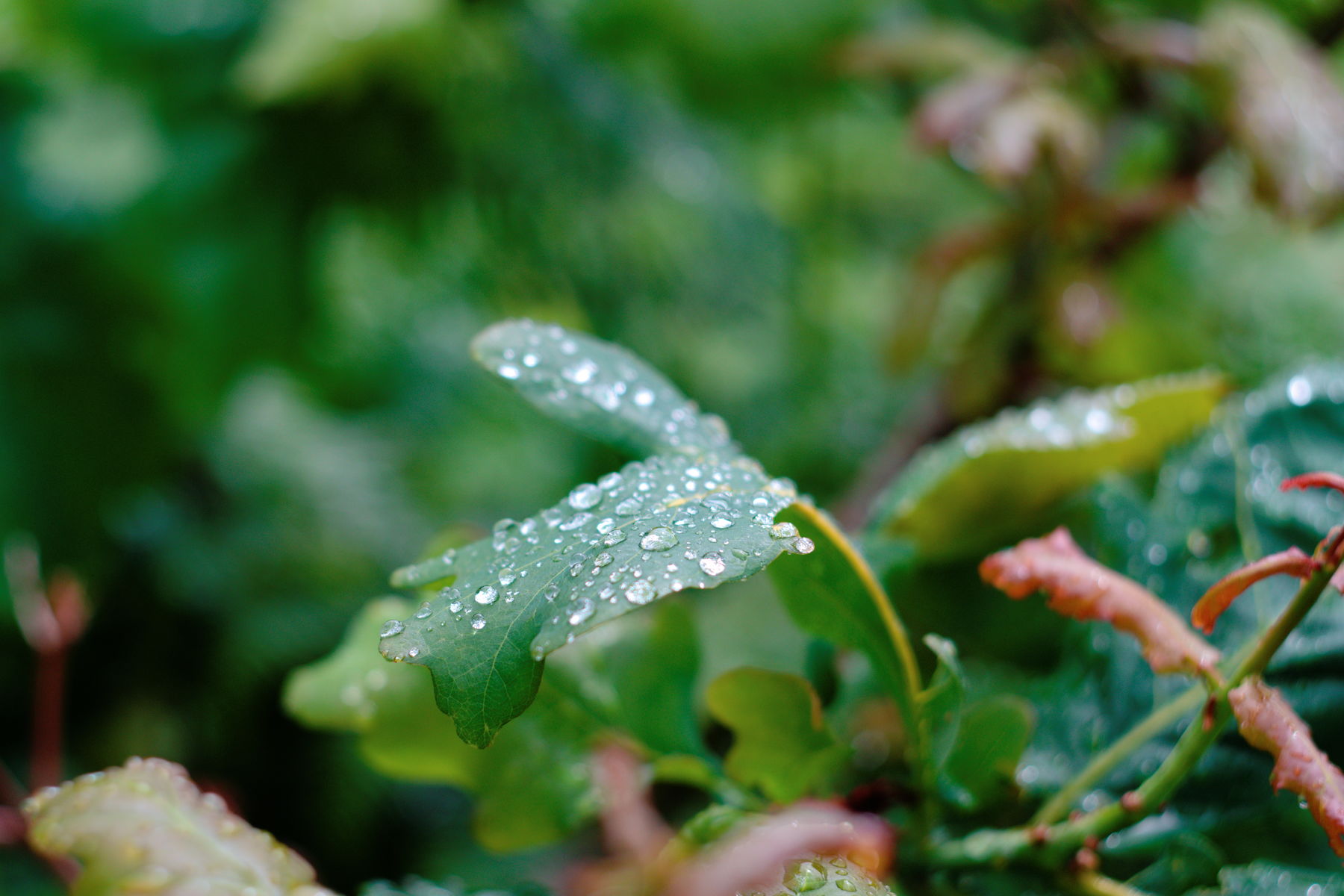 FujiFilm X-T20 + Helios 44-2 f/2.0, ISO 200, f/2, 1/2000 s