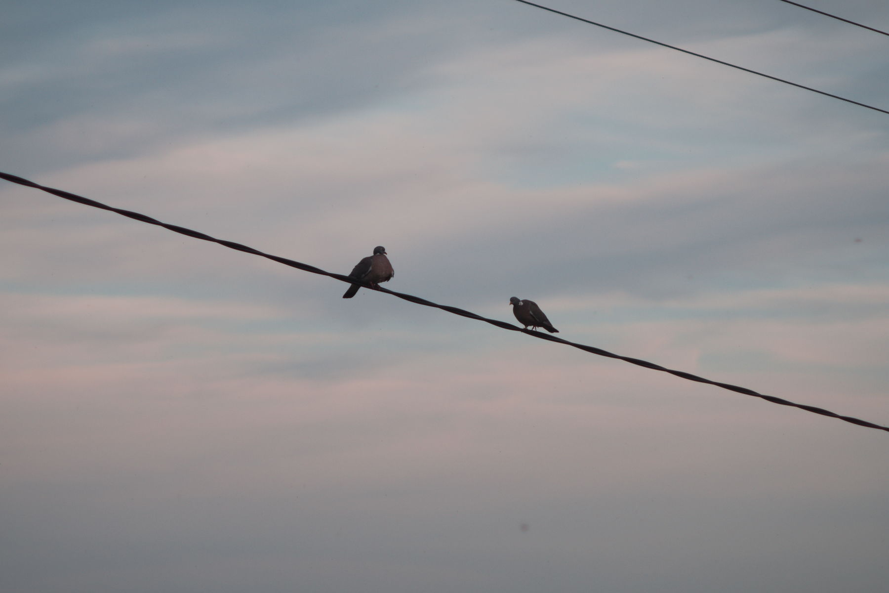 FujiFilm X-T20 + Tamron 90mm f/2.5 SP + Tamron 2x Teleconverter, ISO 200, f/?, 1/500 s