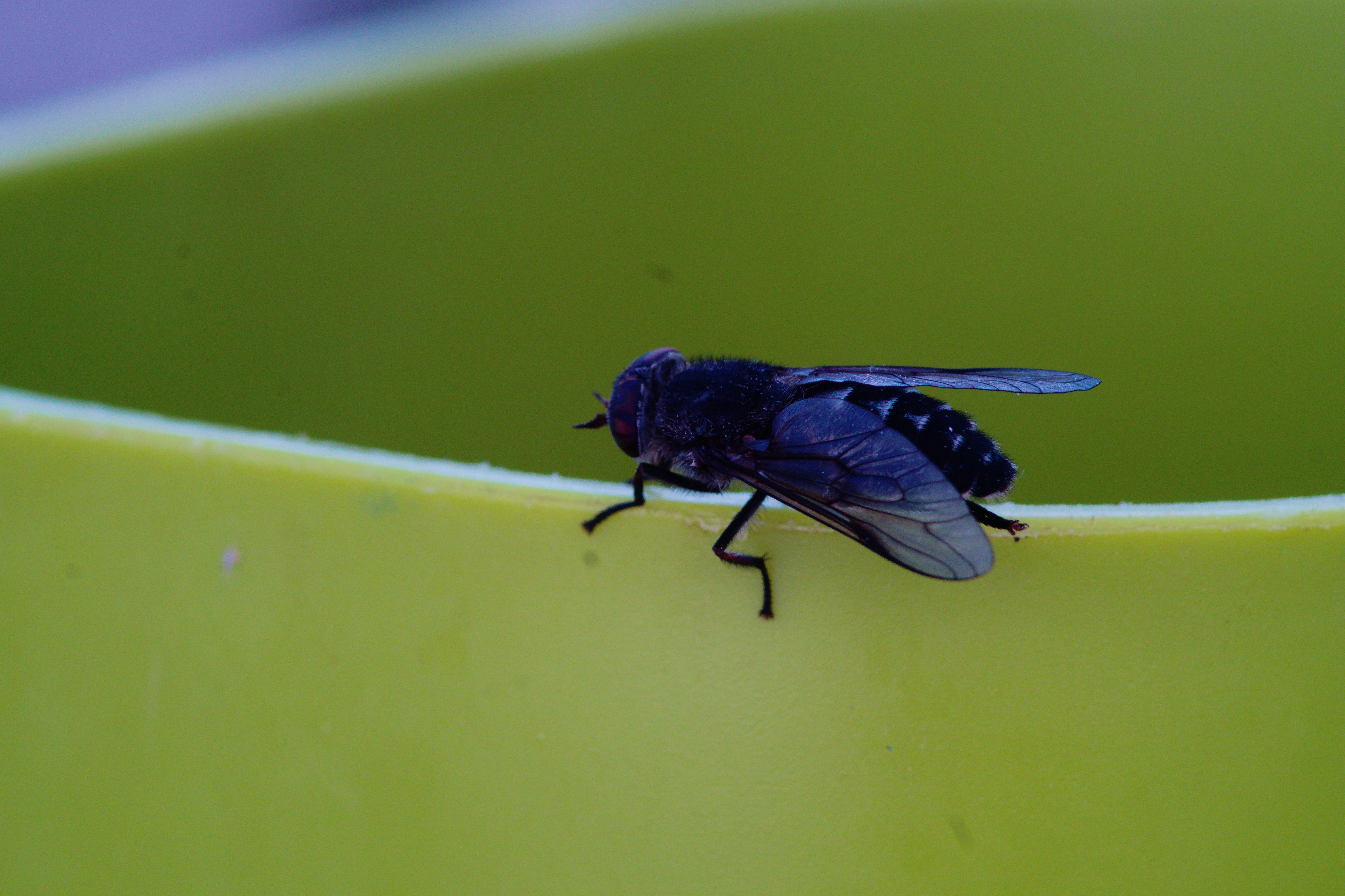 FujiFilm X-T20 + Tamron 90mm f/2.5 SP + Tamron 2x Teleconverter, ISO 400, f/?, 1/250 s