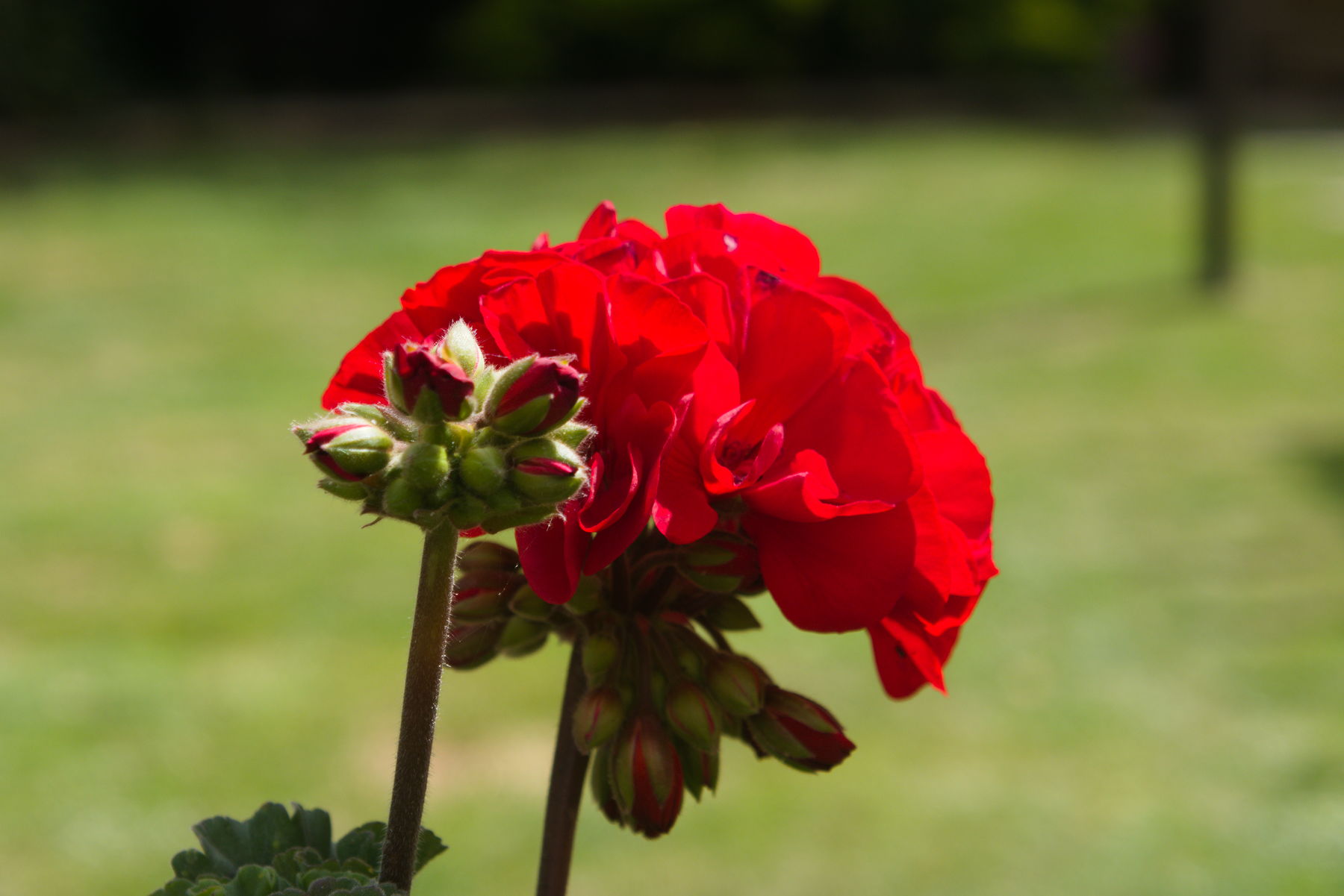 Panasonic Lumix DMC-TZ100, ISO 125, f/5.6, 1/500 s