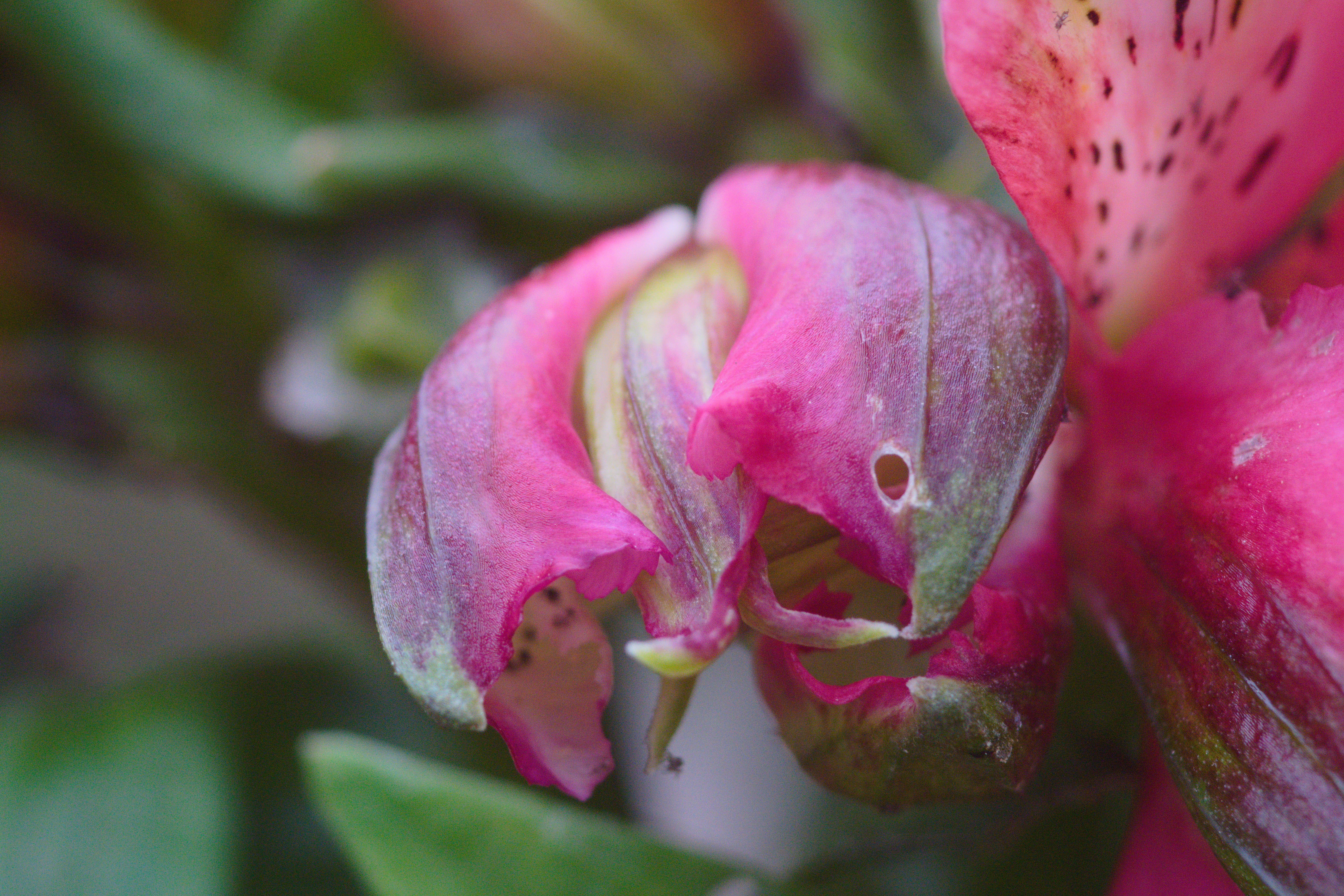 FujiFilm X-T20 + Tamron 90mm f/2.5 SP + Tamron 2x Teleconverter, ISO 1600, f/?, 1/400 s