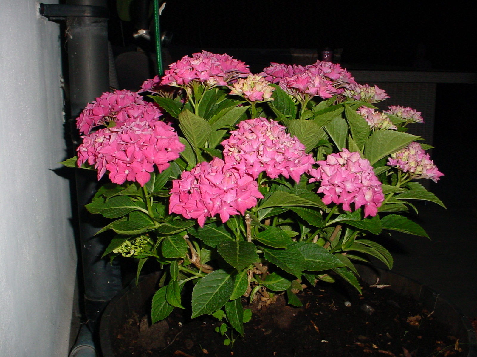 Sony Mavica MVC-FD200, ISO 100, f/3.8, 1/50 s