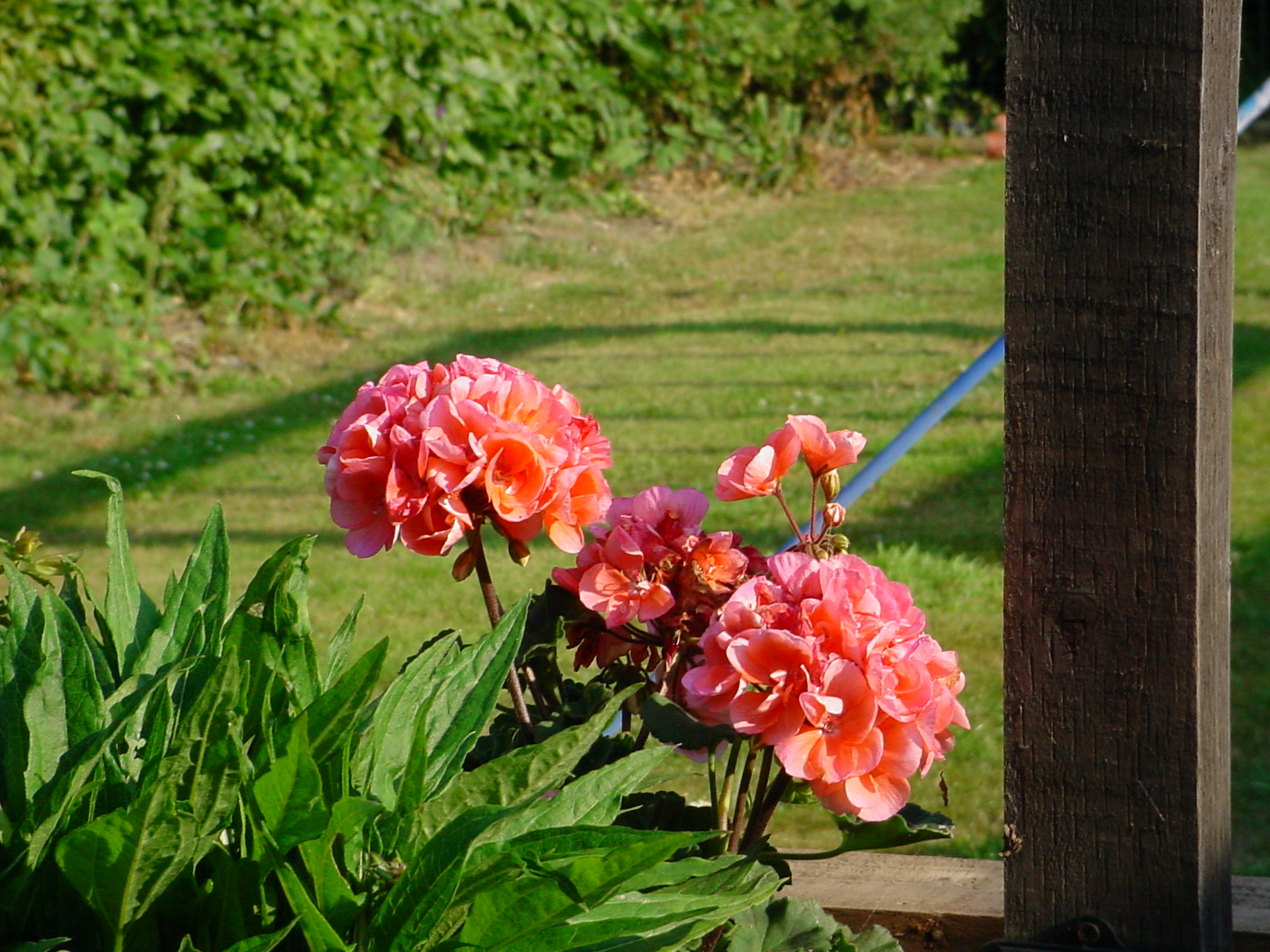 Sony Mavica MVC-FD200, ISO 100, f/4, 1/500 s