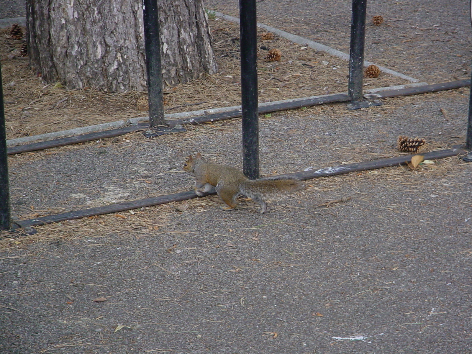 Sony Mavica MVC-FD200, ISO 100, f/3.9, 1/200 s