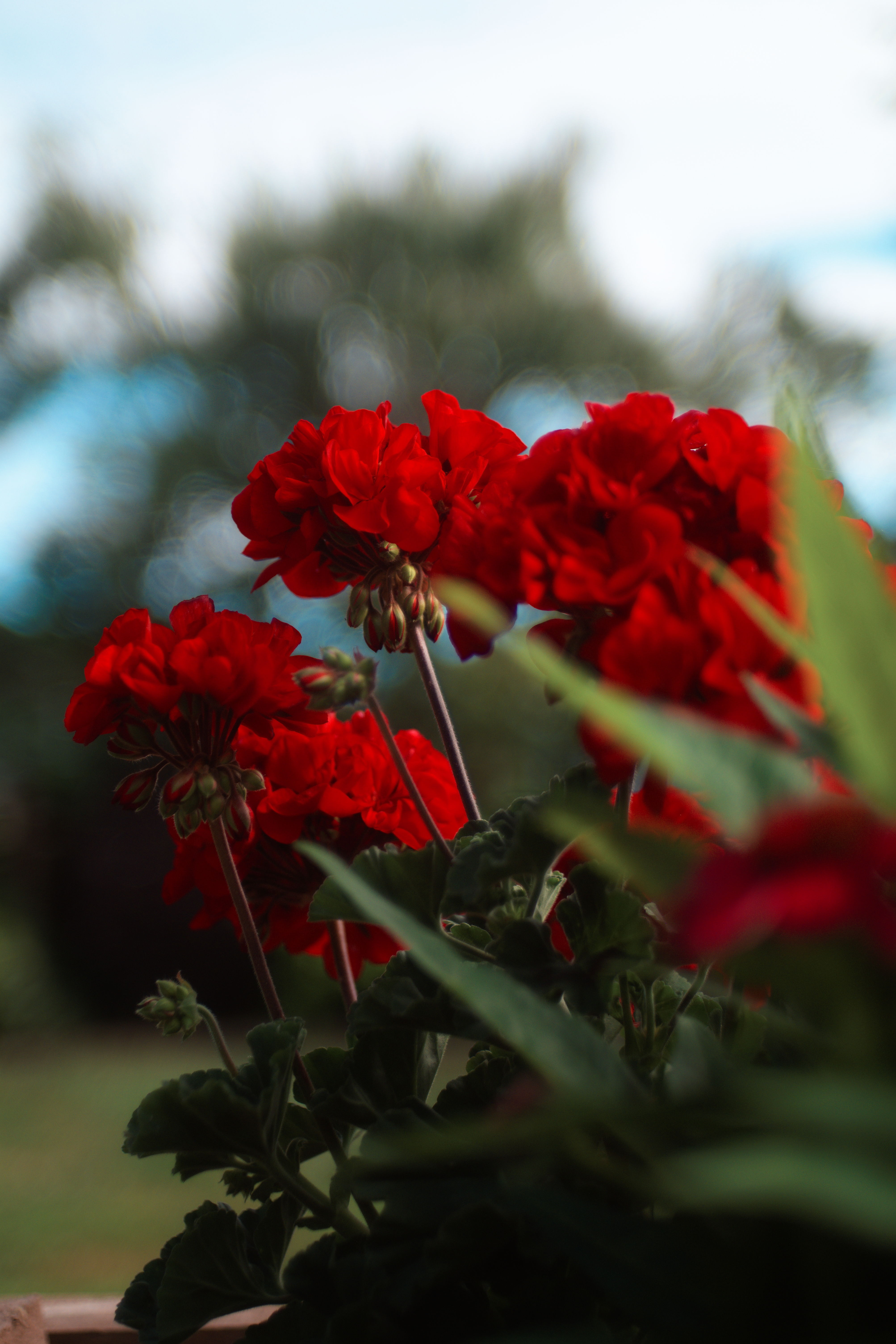 FujiFilm X-T20 + Konica Hexanon AR 40mm f/1.8, ISO 200, f/1.8, 1/1000 s