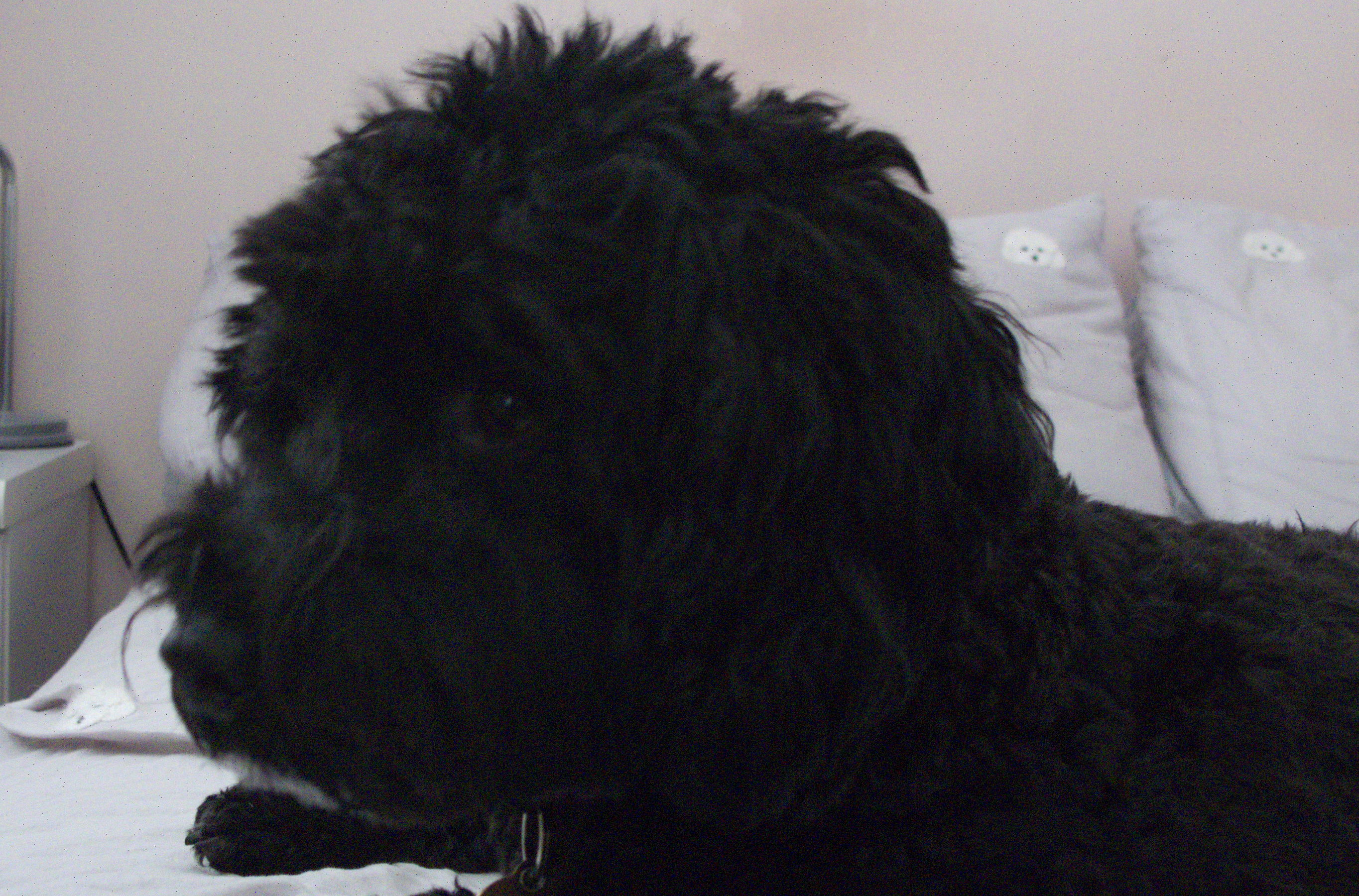 Canon Powershot G10, ISO 400, f/3.4, 1/4 s