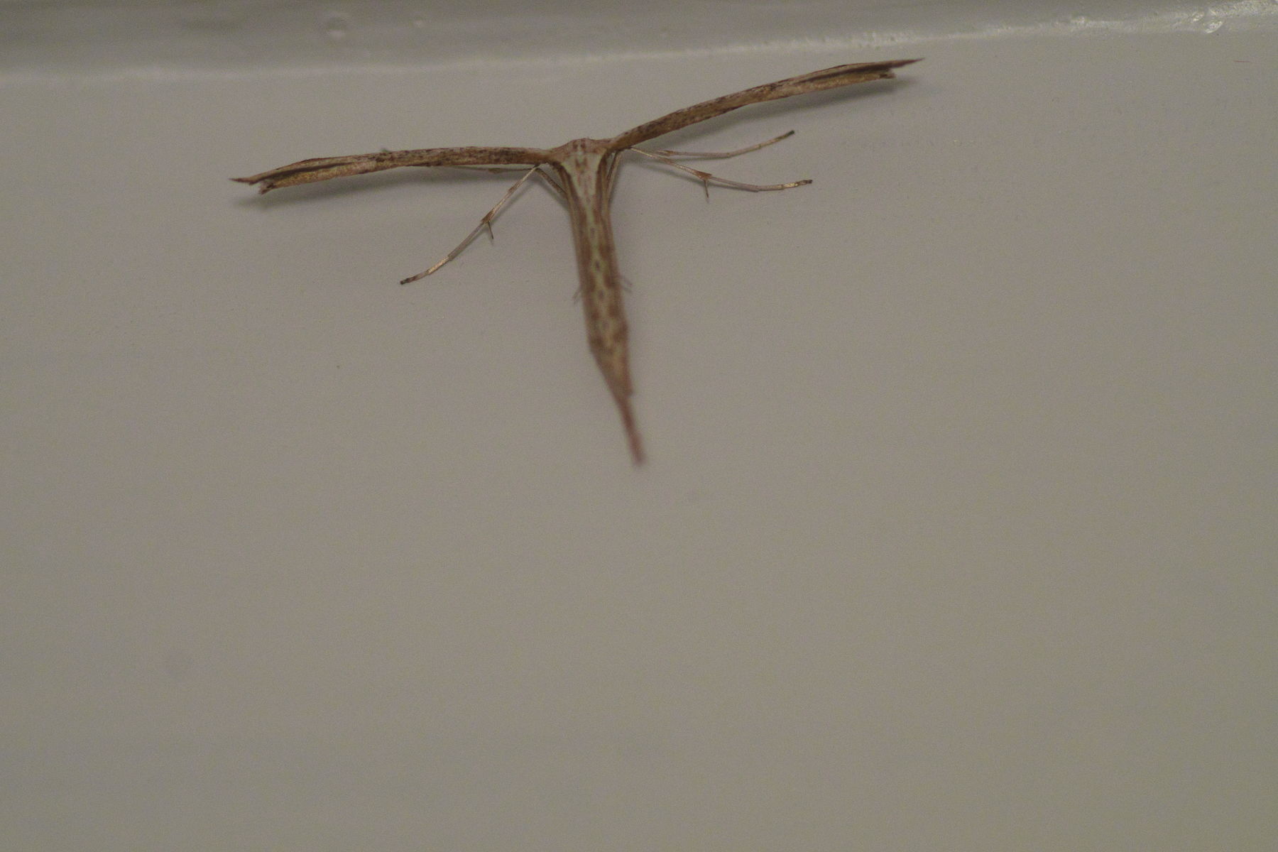 FujiFilm X-T20 + Tamron 90mm f/2.5 SP + Tamron 2x Teleconverter, ISO 3200, f/?, 1/180 s