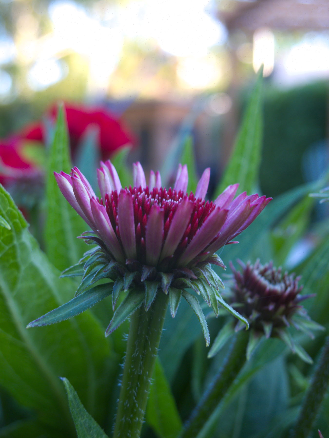 Canon Powershot G10, ISO 80, f/3.5, 1/20 s