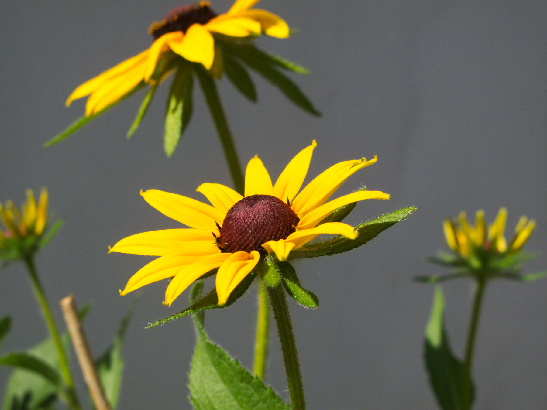 Canon Powershot G10, ISO 80, f/4, 1/974 s