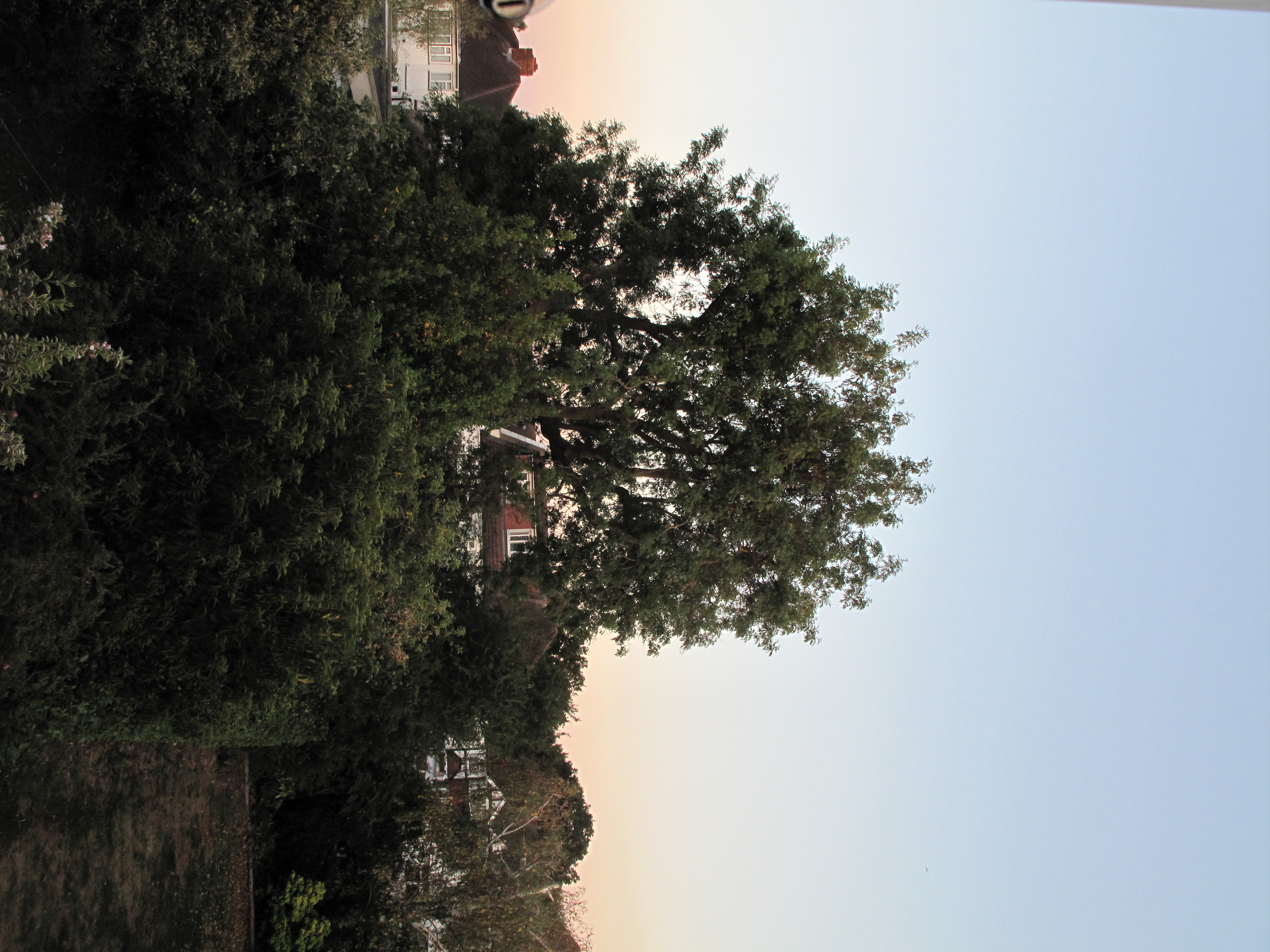 Canon Powershot G10, ISO 200, f/4, 1/125 s