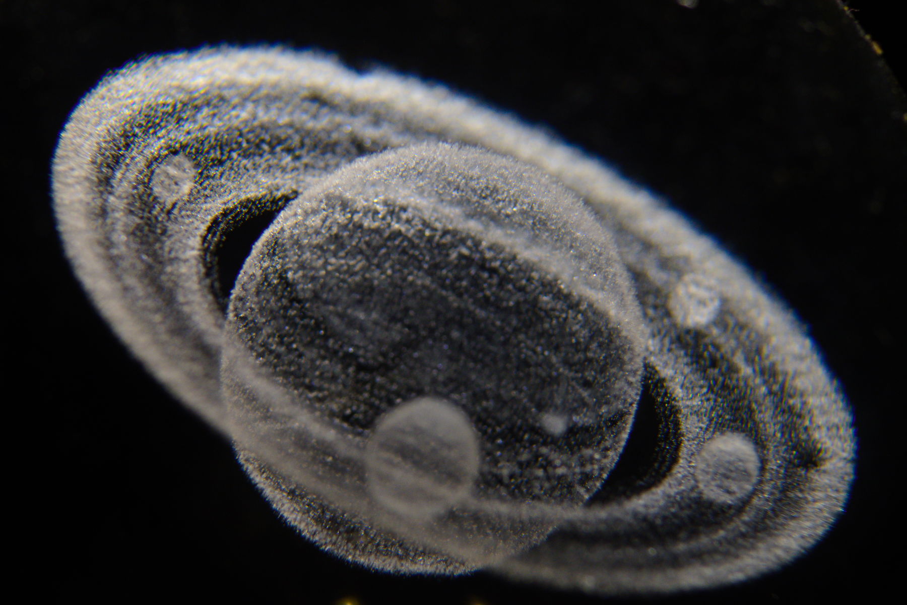 FujiFilm X-T20 + Tamron 90mm f/2.5 SP + Tamron 2x Teleconverter, ISO 1600, f/?, 1/180 s