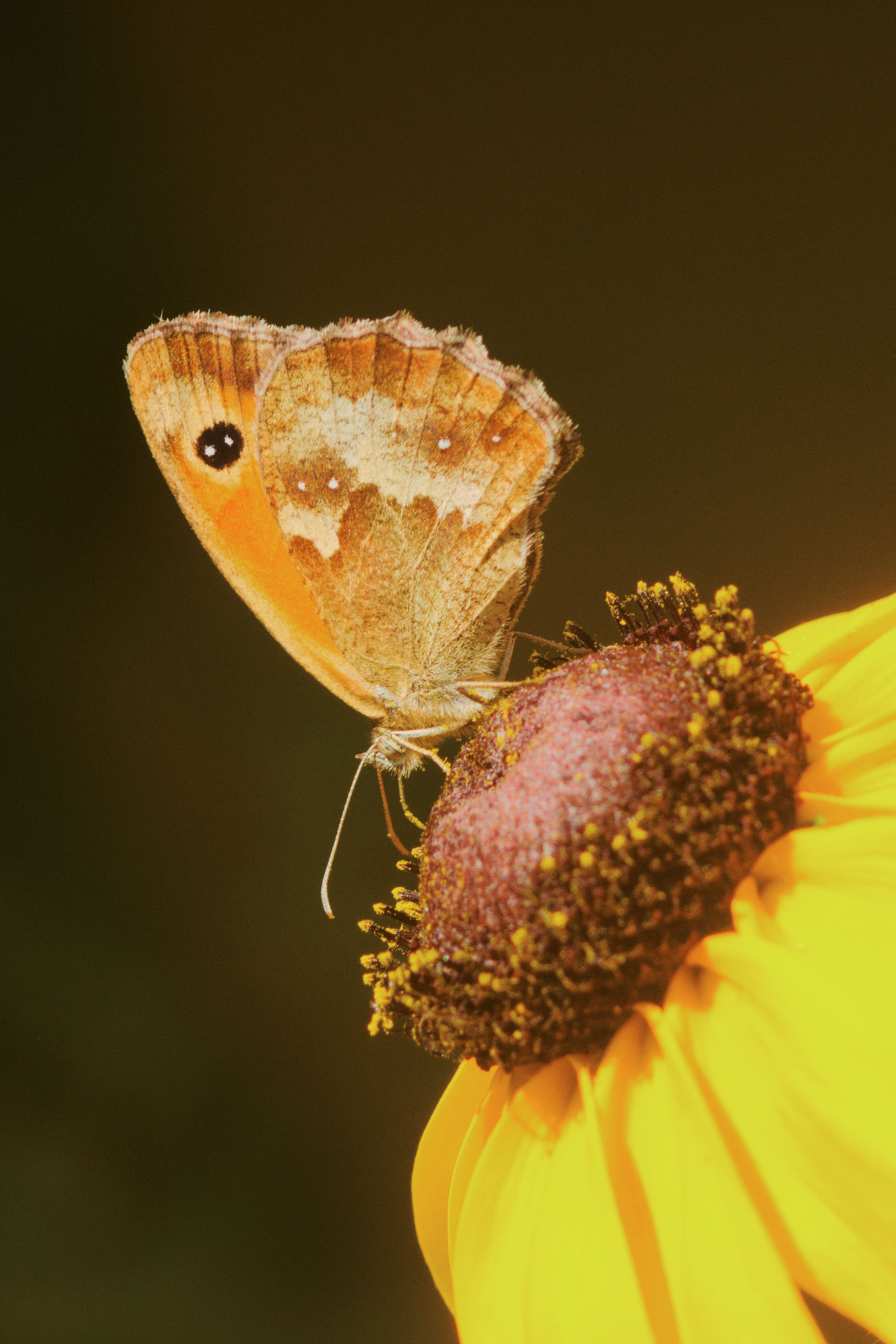 FujiFilm X-T20 + Tamron 90mm f/2.5 SP + Tamron 2x Teleconverter, ISO 800, f/?, 1/500 s