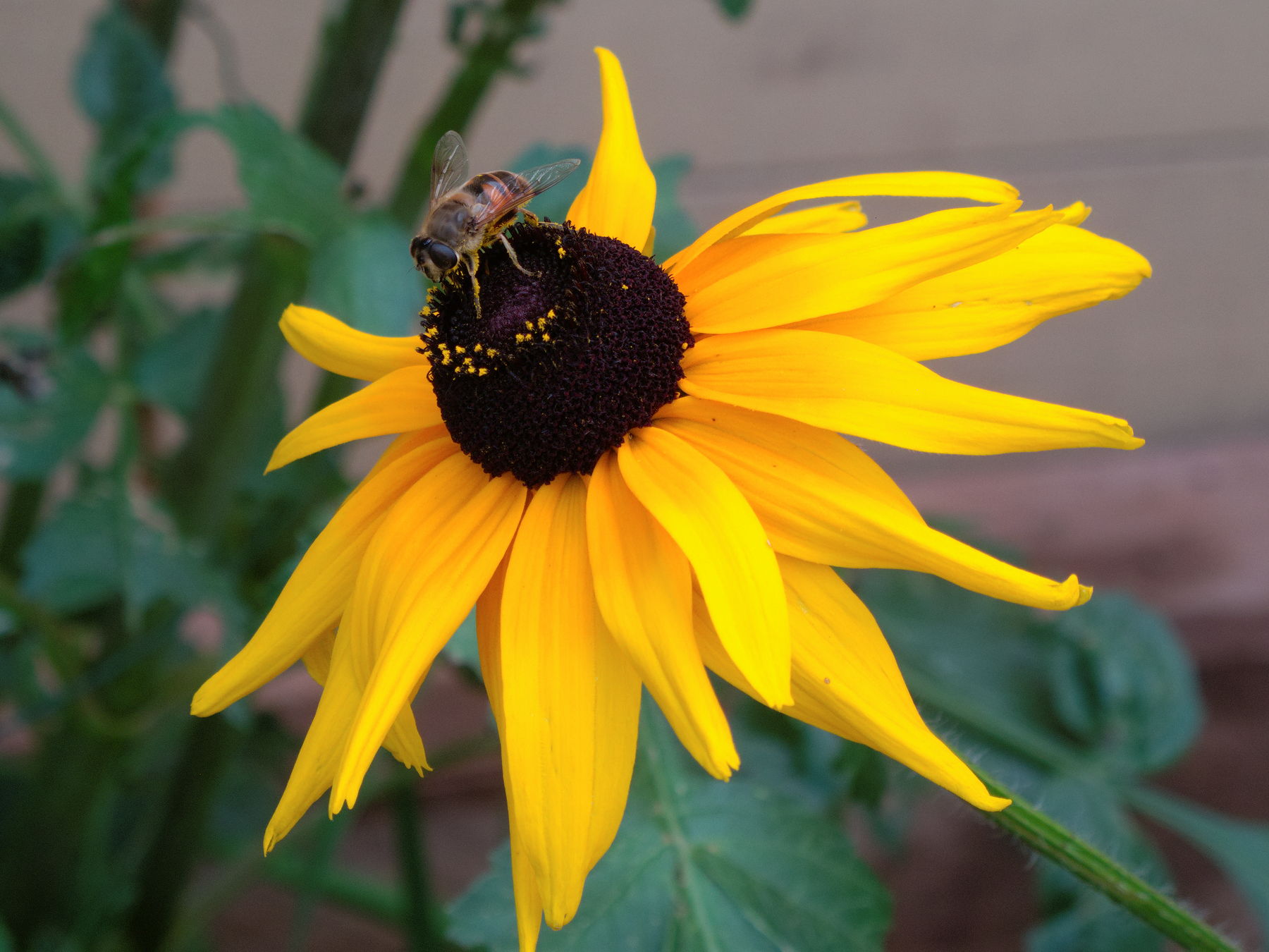 Canon Powershot G10, ISO 100, f/4, 1/73 s