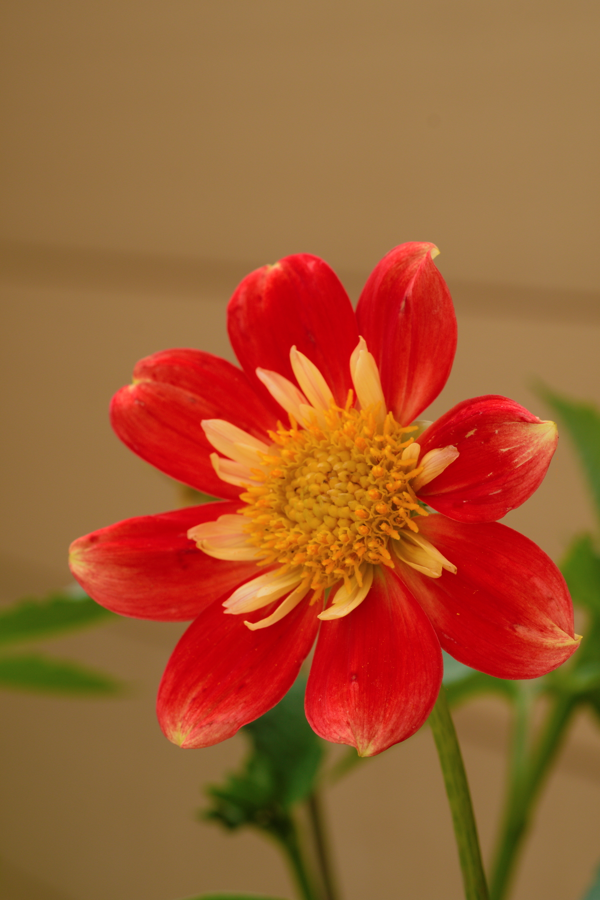 FujiFilm X-T20 + Tamron 90mm f/2.5 SP, ISO 200, f/?, 1/250 s