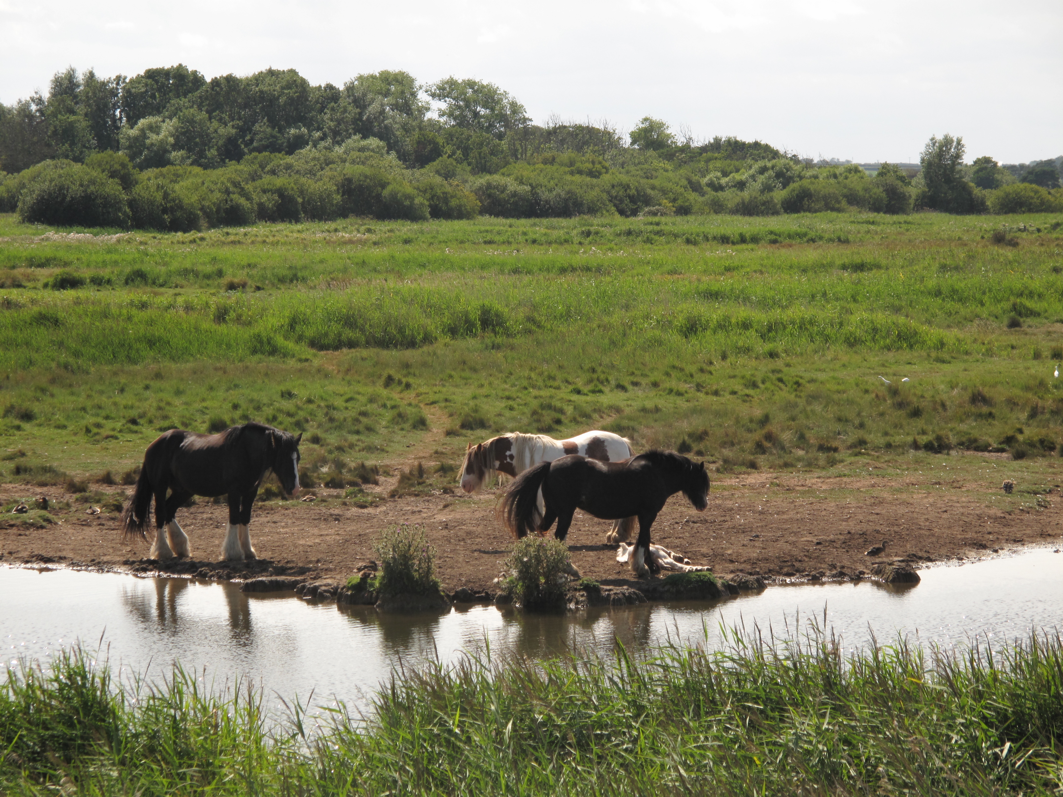 Canon Powershot G10, ISO 80, f/4.5, 1/500 s