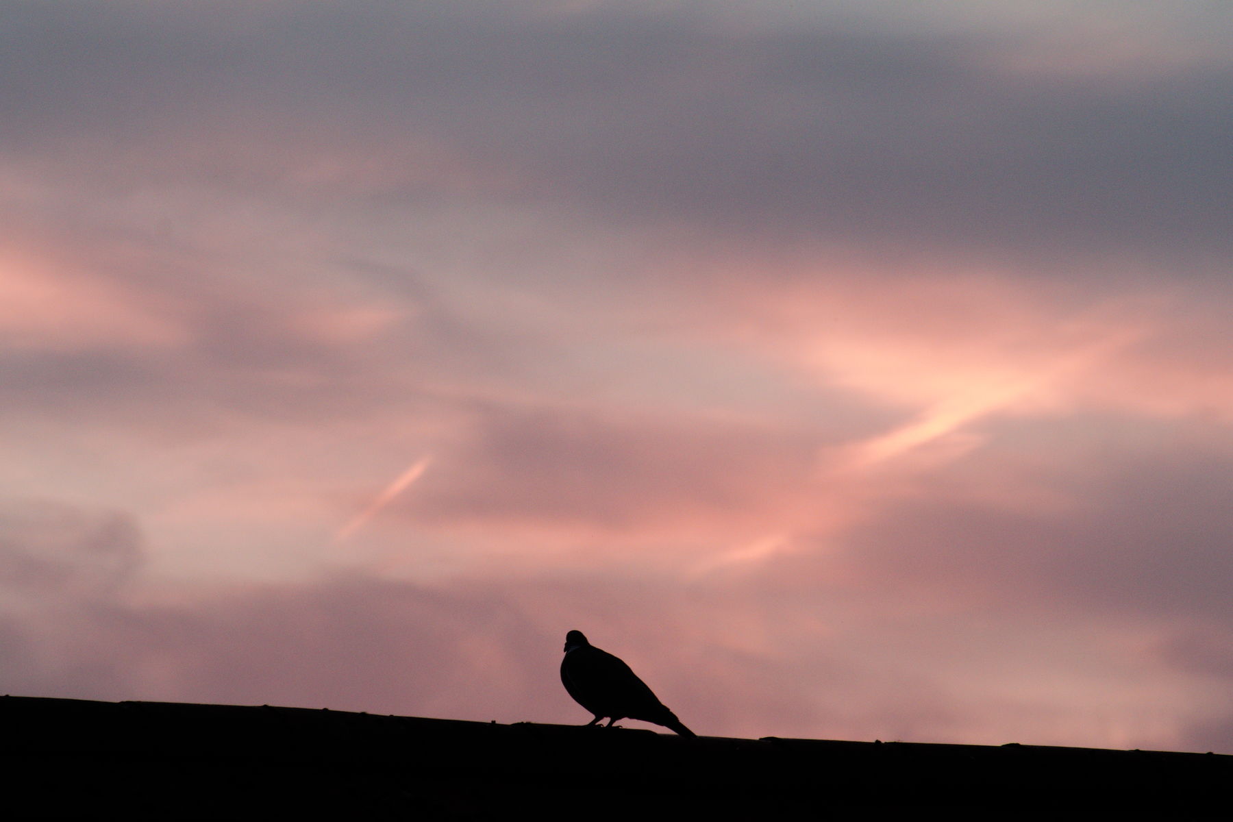 FujiFilm X-T20 + Canon FD 75-200mm f/4.5, ISO 1600, f/11, 1/250 s