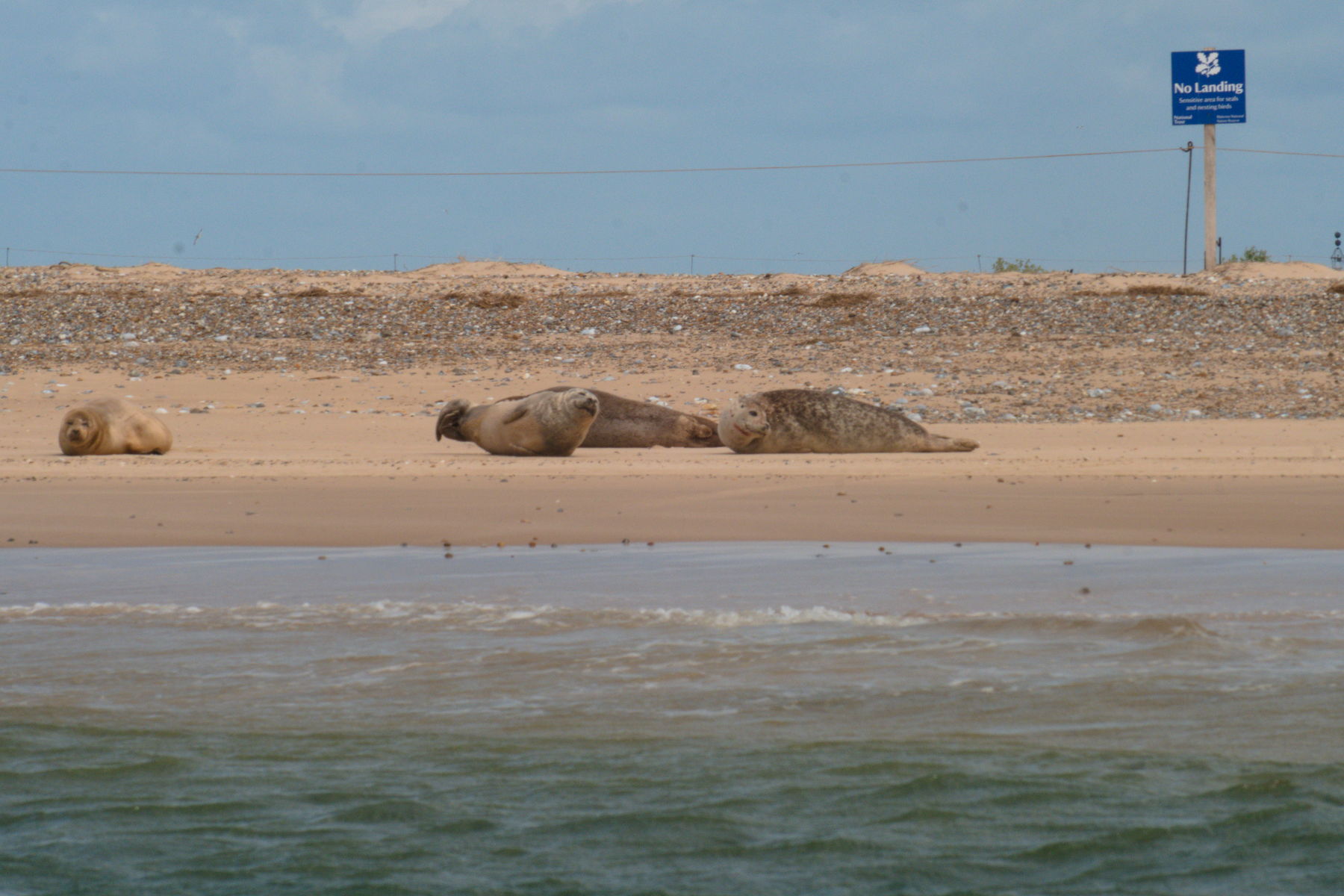 FujiFilm X-T20 + Canon FD 75-200mm f/4.5, ISO 800, f/?, 1/500 s