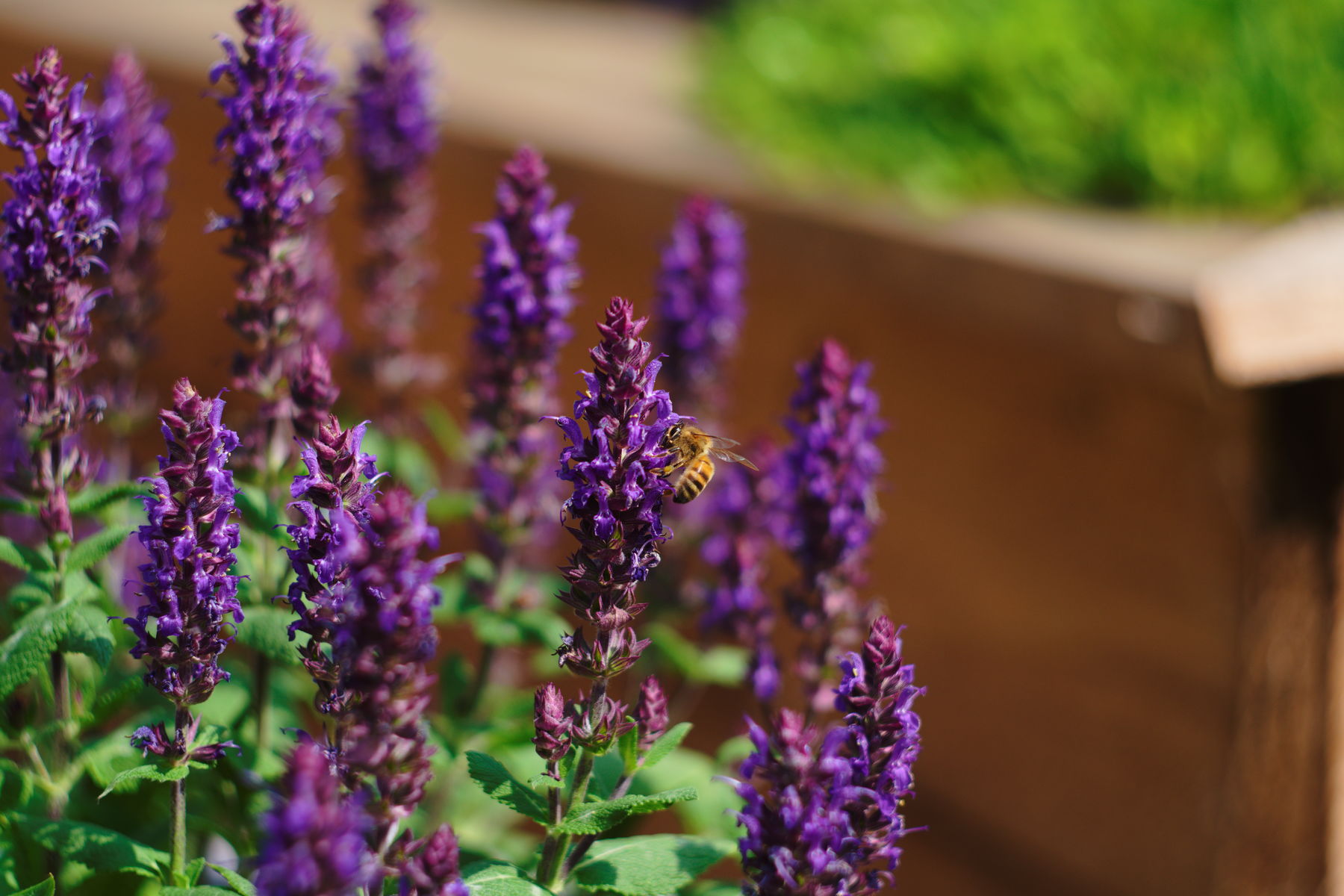 FujiFilm X-T20 + Helios 44-2 f/2.0, ISO 200, f/?, 1/1000 s