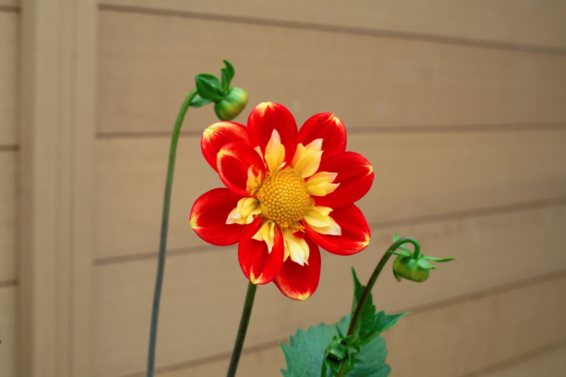 FujiFilm X-T20 + Konica Hexanon AR 40mm f/1.8, ISO 500, f/8, 1/60 s