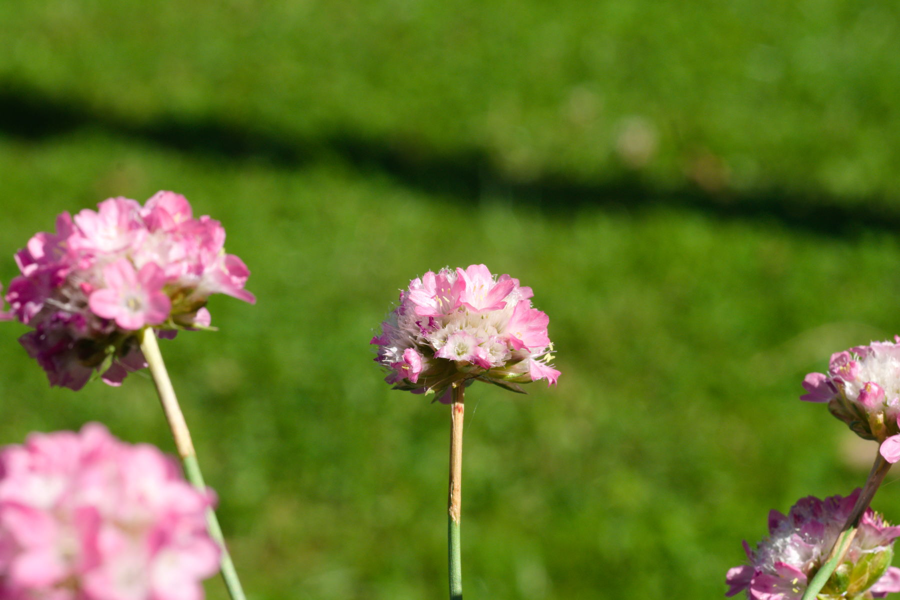 FujiFilm X-T20 + Tamron 90mm f/2.5 SP, ISO 800, f/?, 1/250 s