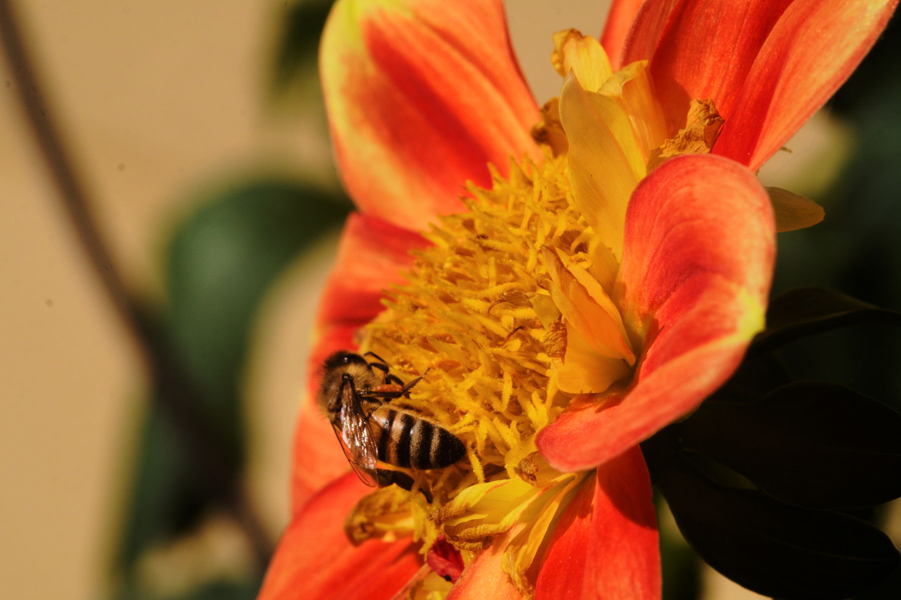 FujiFilm X-T20 + Tamron 90mm f/2.5 SP + Tamron 2x Teleconverter, ISO 200, f/?, 1/250 s