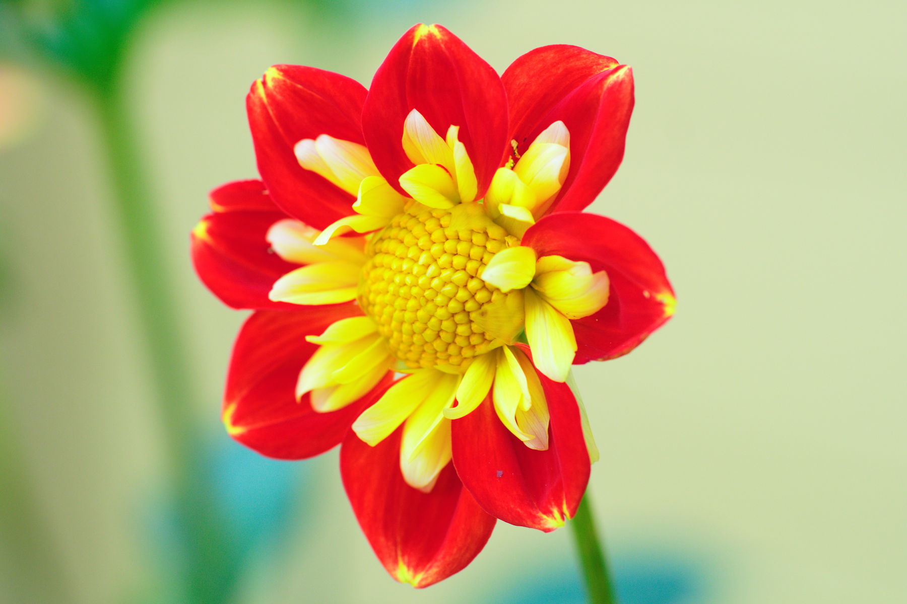 FujiFilm X-T20 + Tamron 90mm f/2.5 SP, ISO 800, f/?, 1/180 s