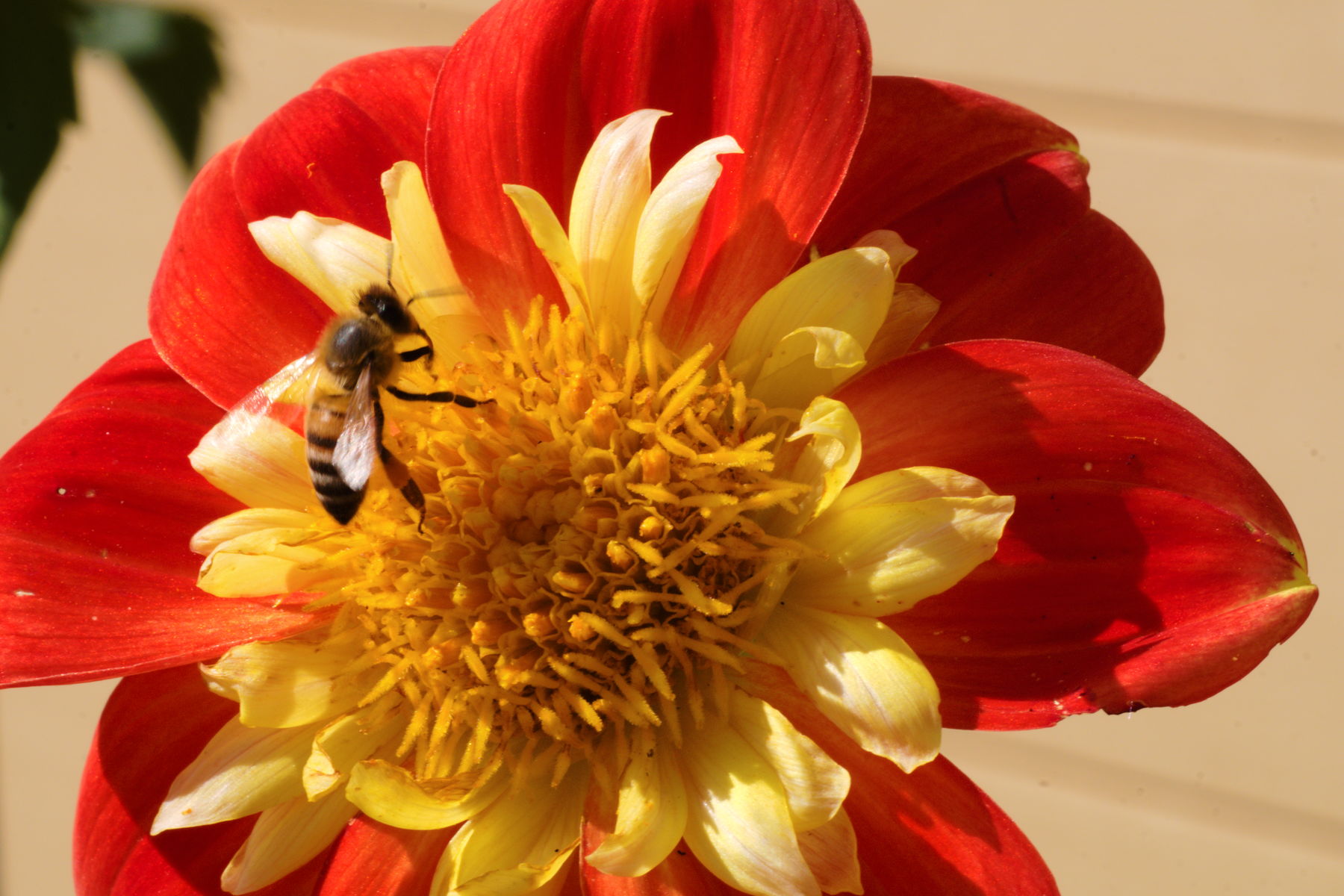 FujiFilm X-T20 + Tamron 90mm f/2.5 SP, ISO 400, f/16, 1/125 s