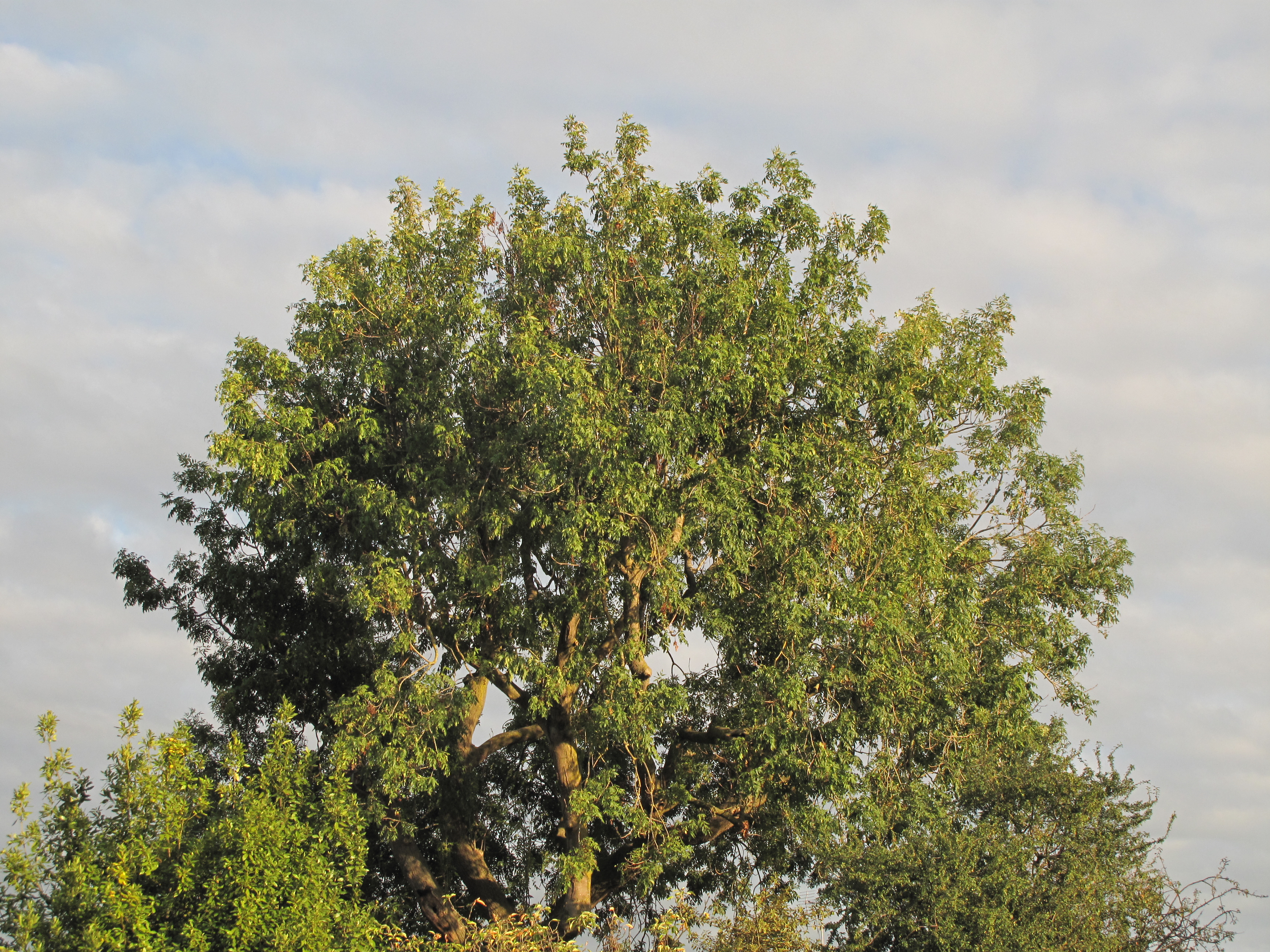 Canon Powershot G10, ISO 100, f/4, 1/400 s