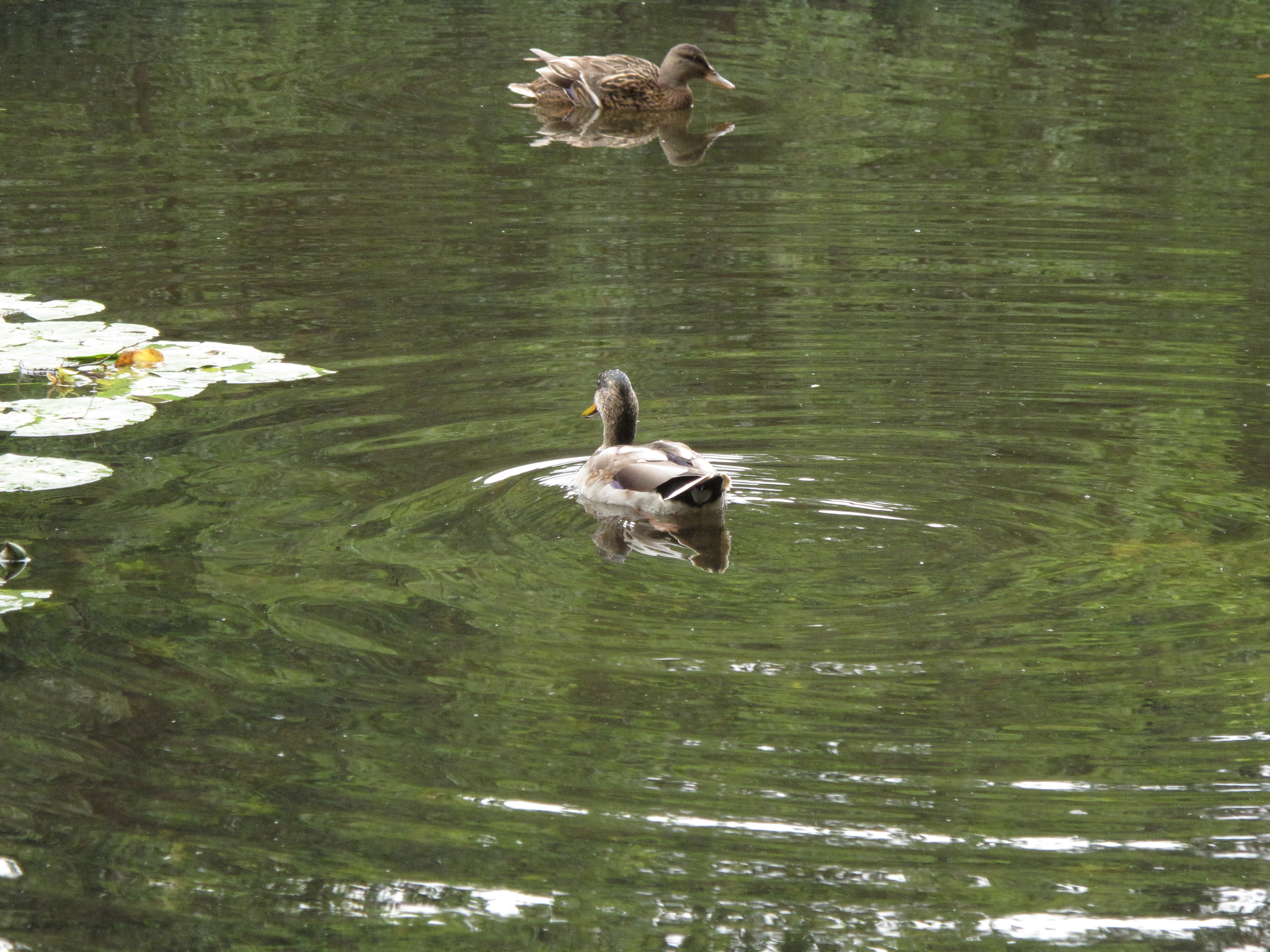 Canon Powershot G10, ISO 400, f/4.5, 1/100 s