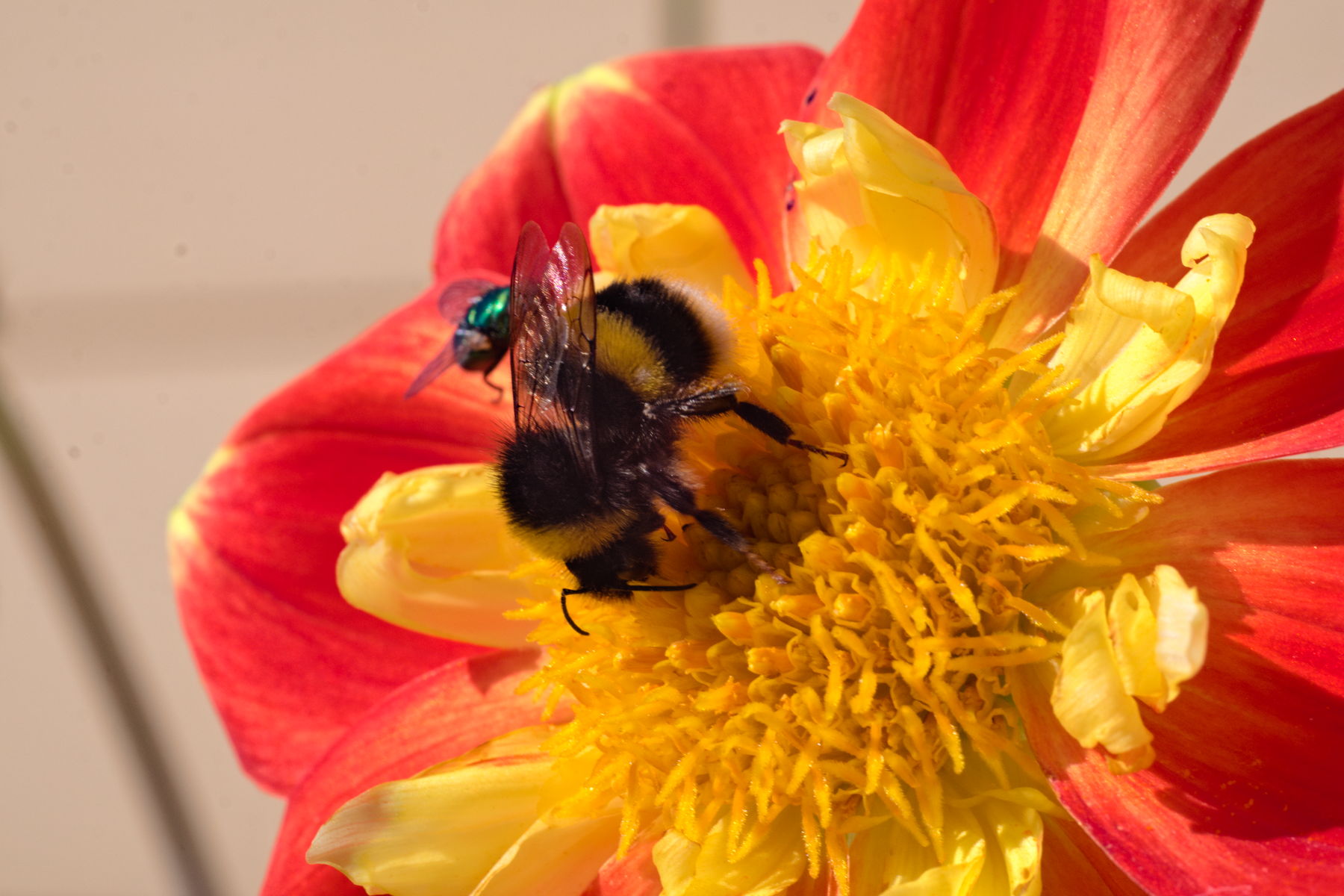 FujiFilm X-T20 + Tamron 90mm f/2.5 SP, ISO 400, f/11, 1/250 s