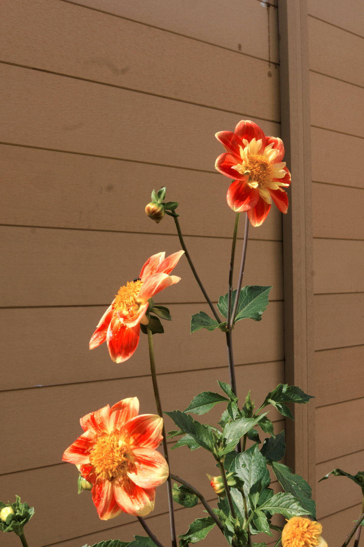 FujiFilm X-T20 + FujiFilm XF 27mm f/2.8