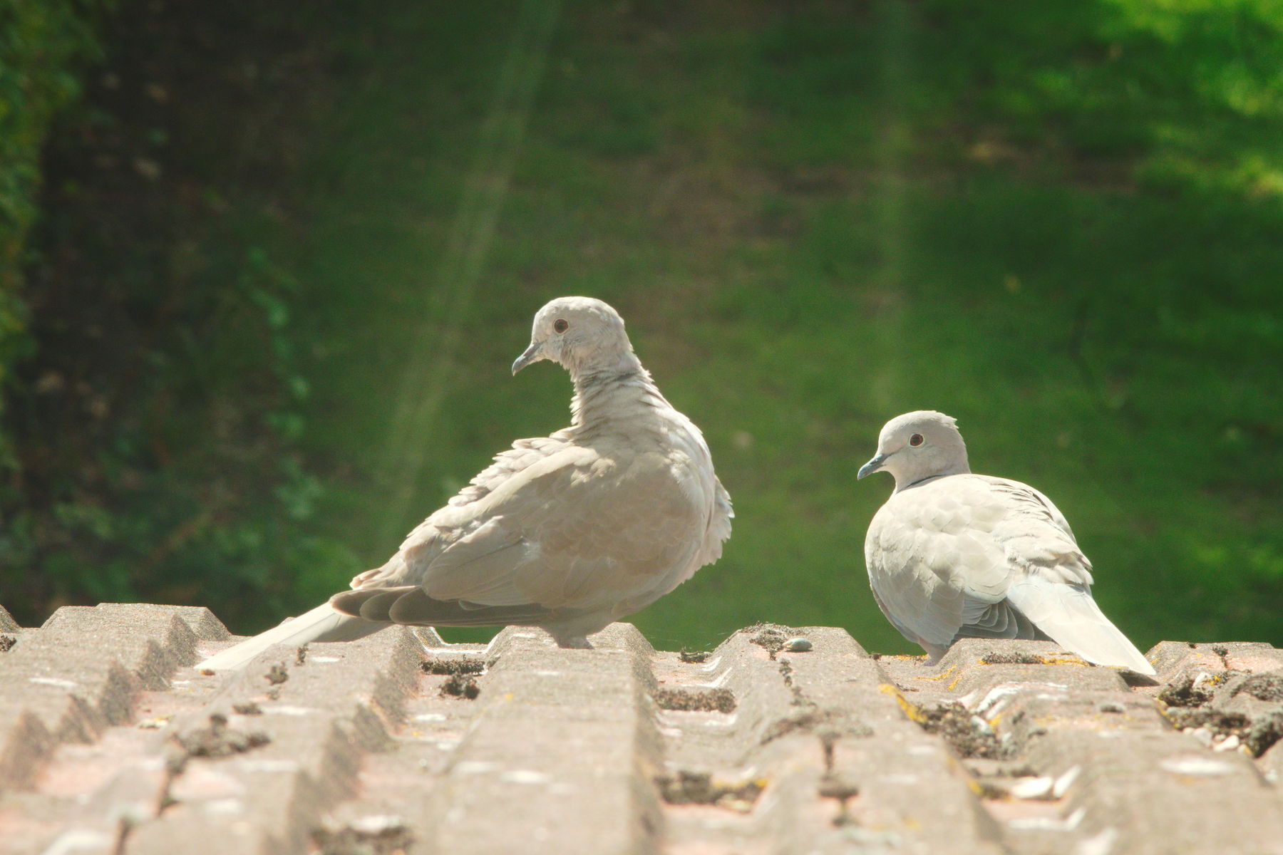 FujiFilm X-T20 + Tamron 90mm f/2.5 SP + Tamron 2x Teleconvertor
