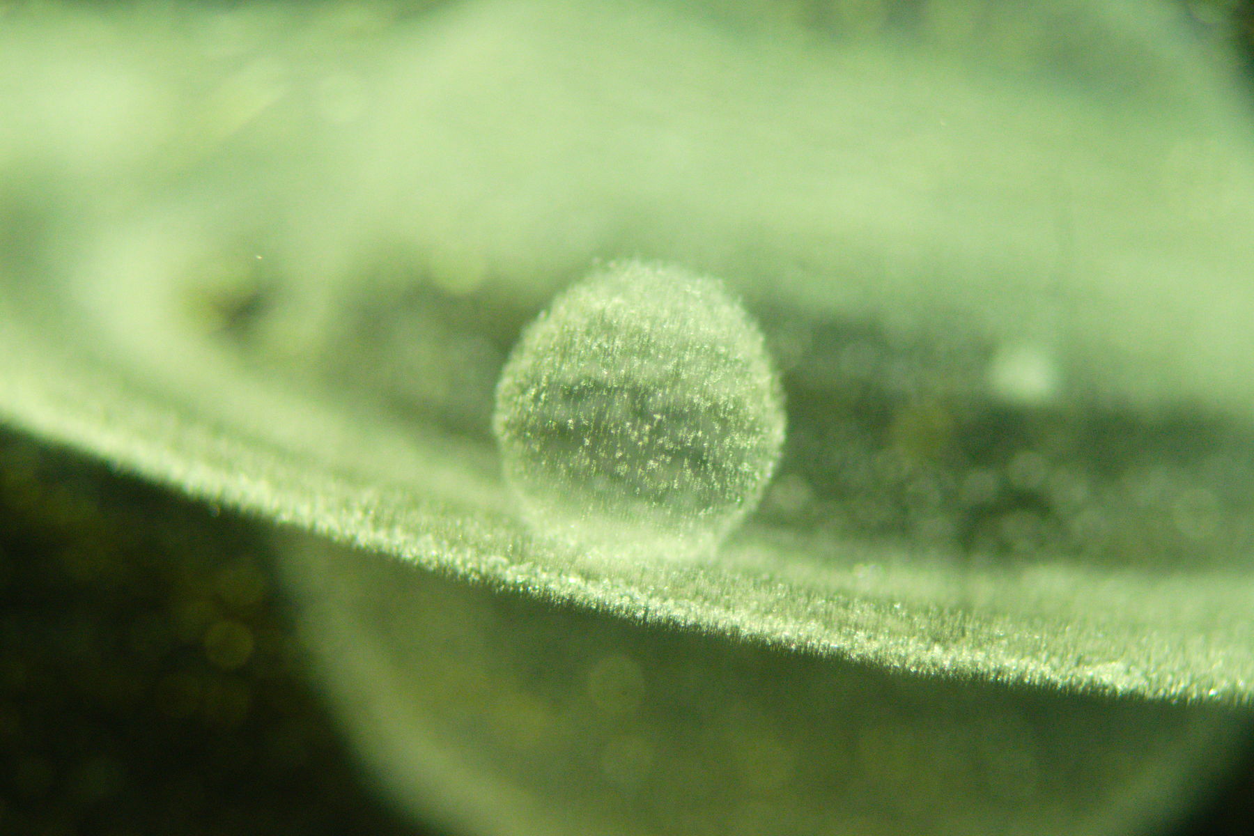 Fujifilm X-T20 + Tamron 90mm f/2.8 SP + Tamron 2x Teleconvertor