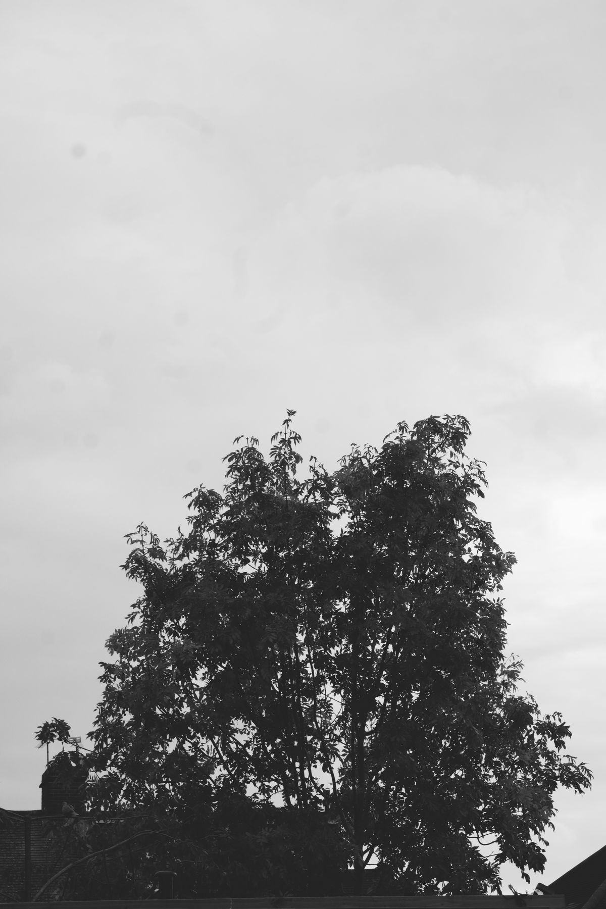 FujiFilm X-T20 + Viltrox 56mm f/1.7