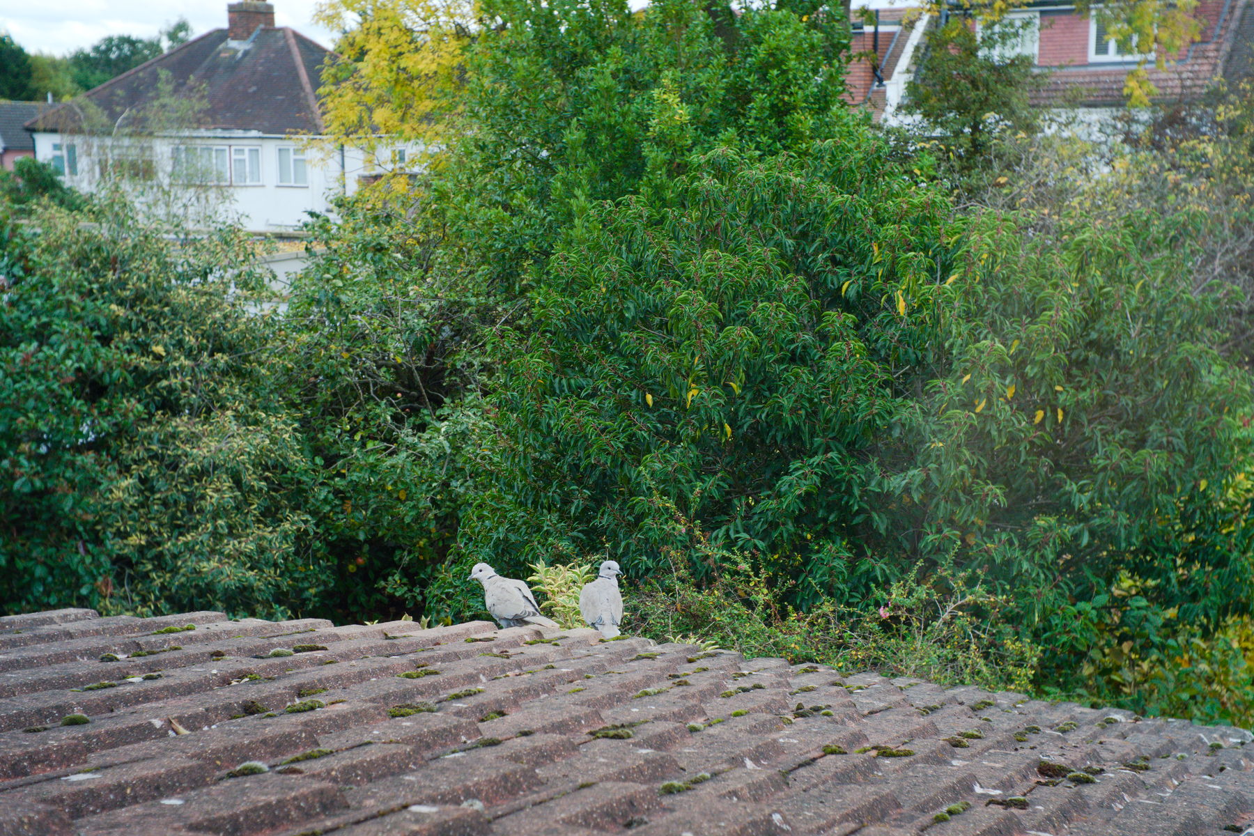 FujiFilm X-T20 + Fujinan CCTV GDS-35/1.7