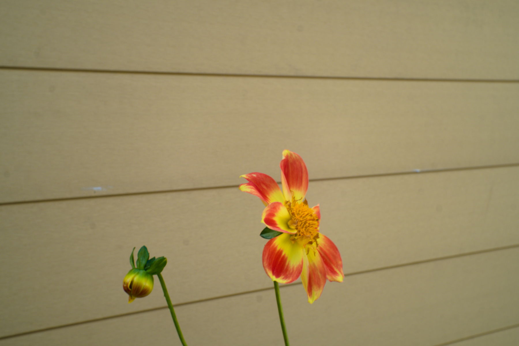 FujiFilm X-T20 + Fujinan CCTV GDS-35/1.7