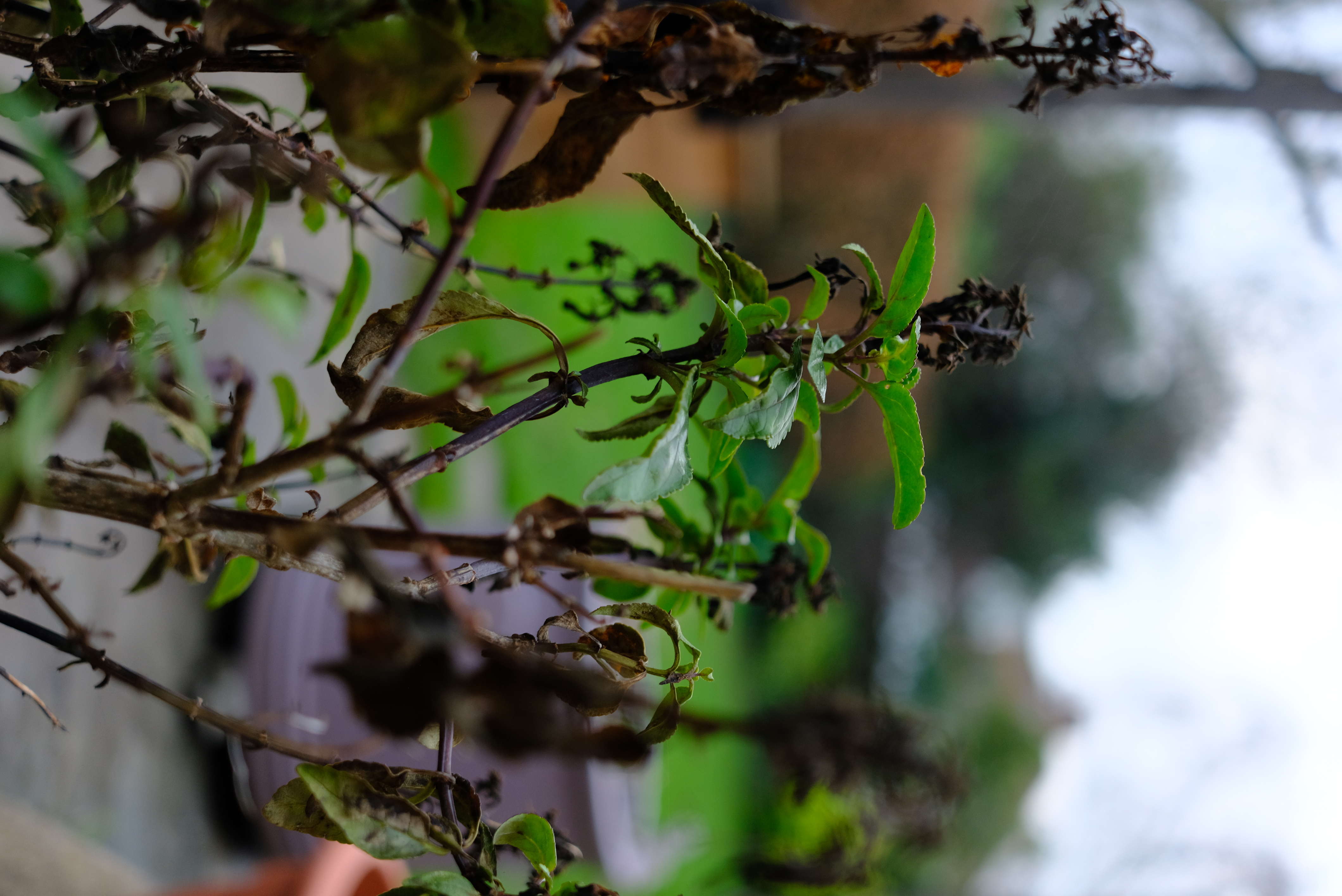 FujiFilm X-T20 + FujiFilm XF 27mm f/2.8