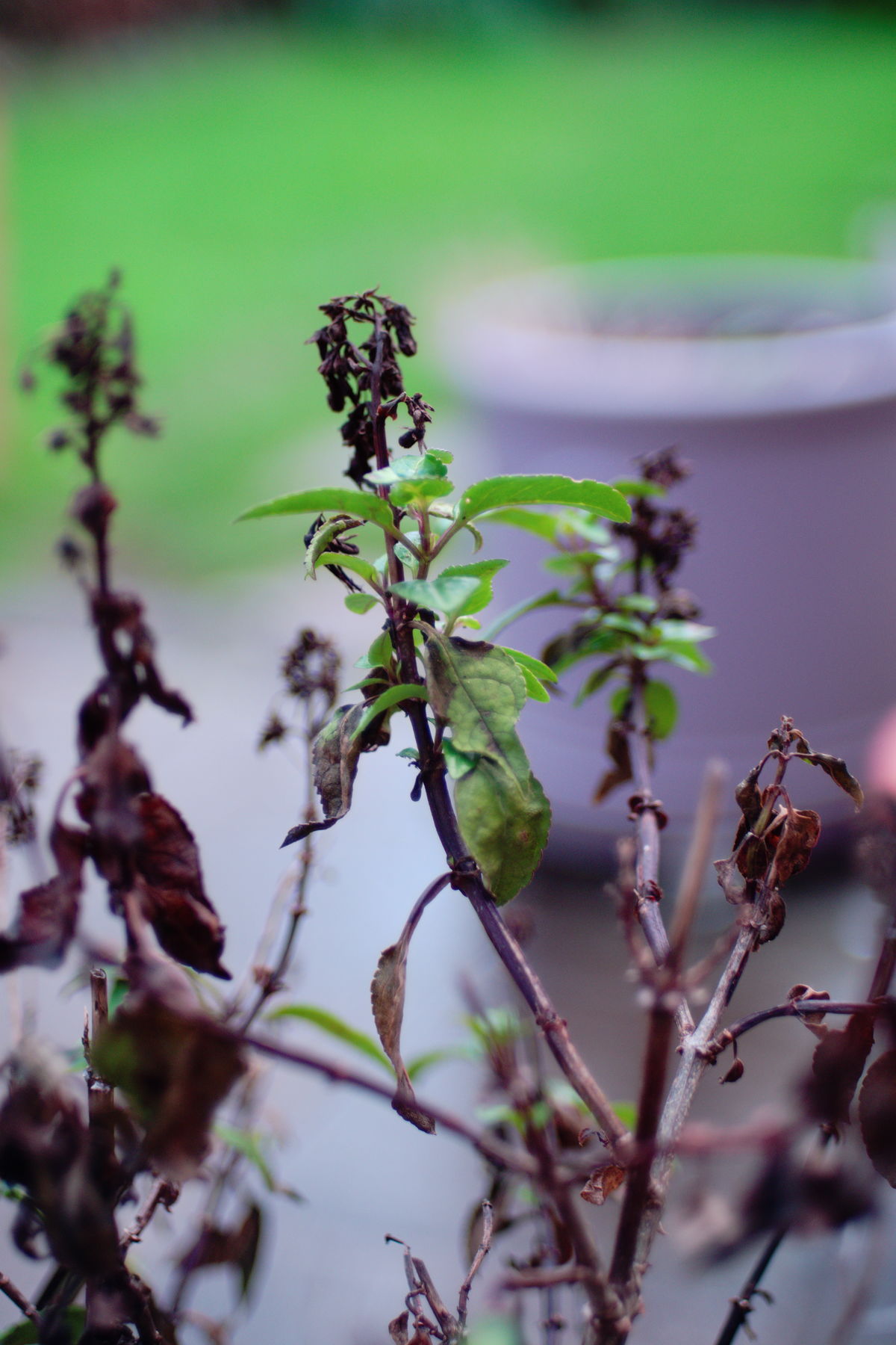 FujiFilm X-T20 + Konica Hexanon AR 40mm f/1.8