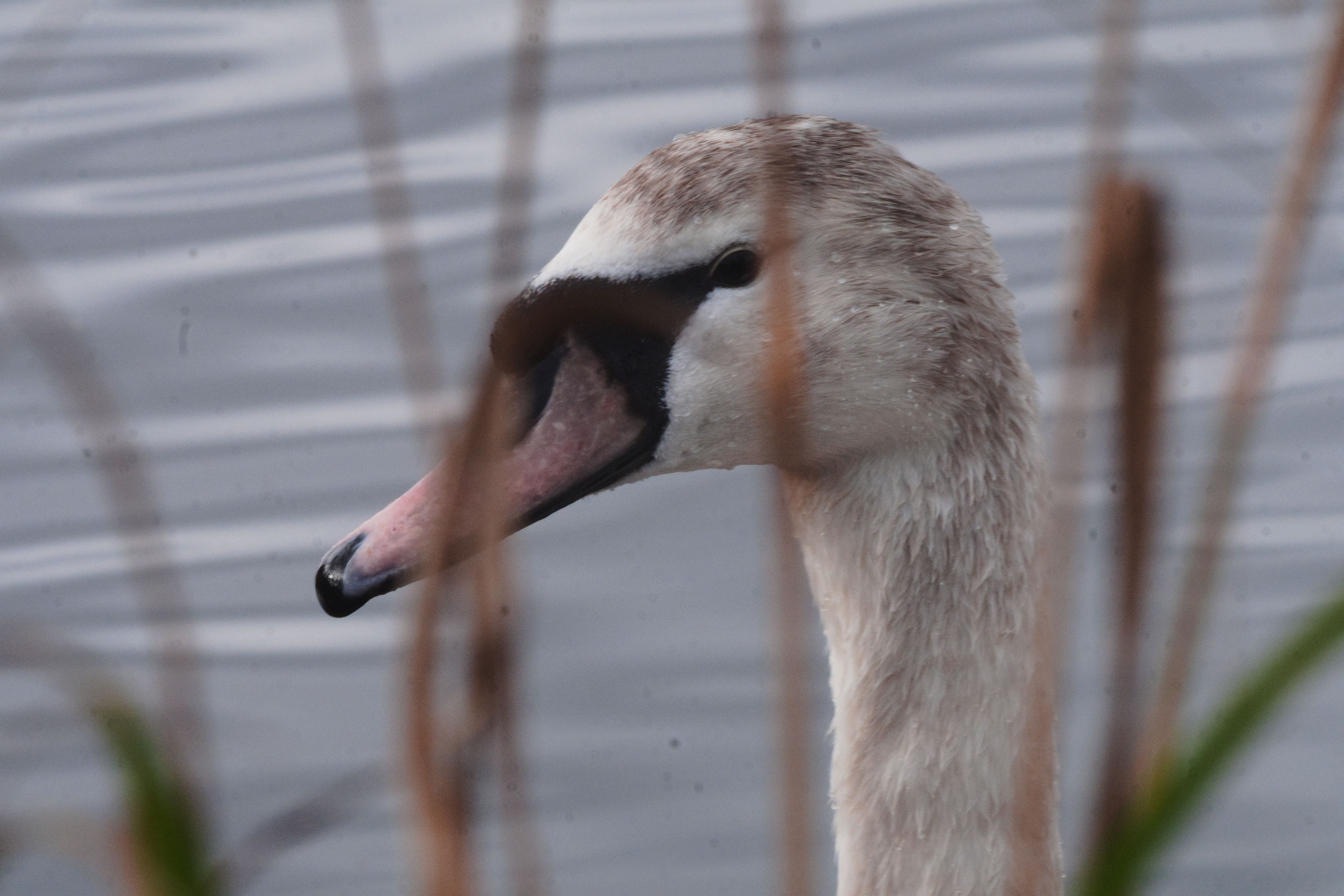 FujiFilm X-T20 + Tair 3 Phs