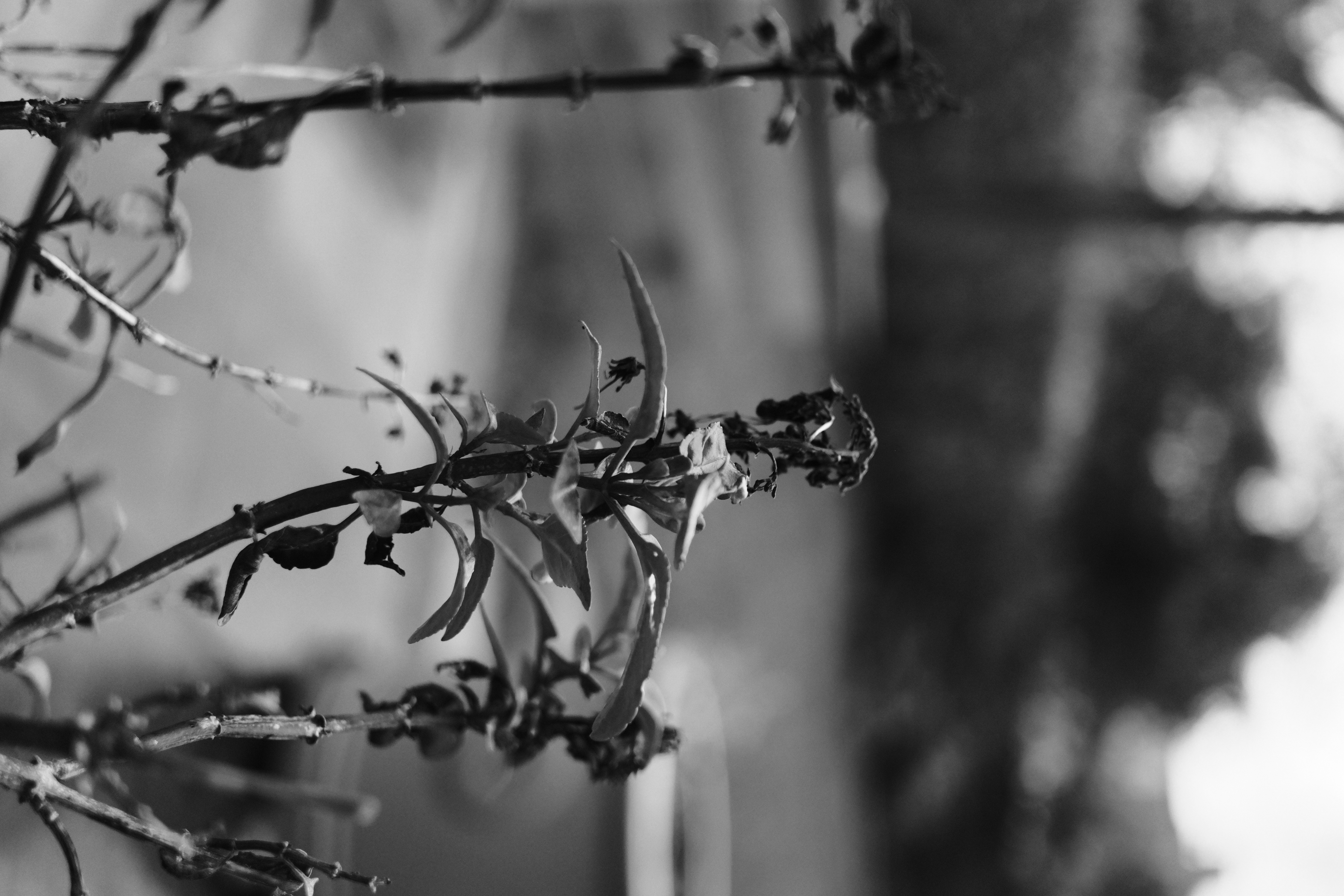 FujiFilm X-T20 + FujiFilm XF 27mm f/2.8