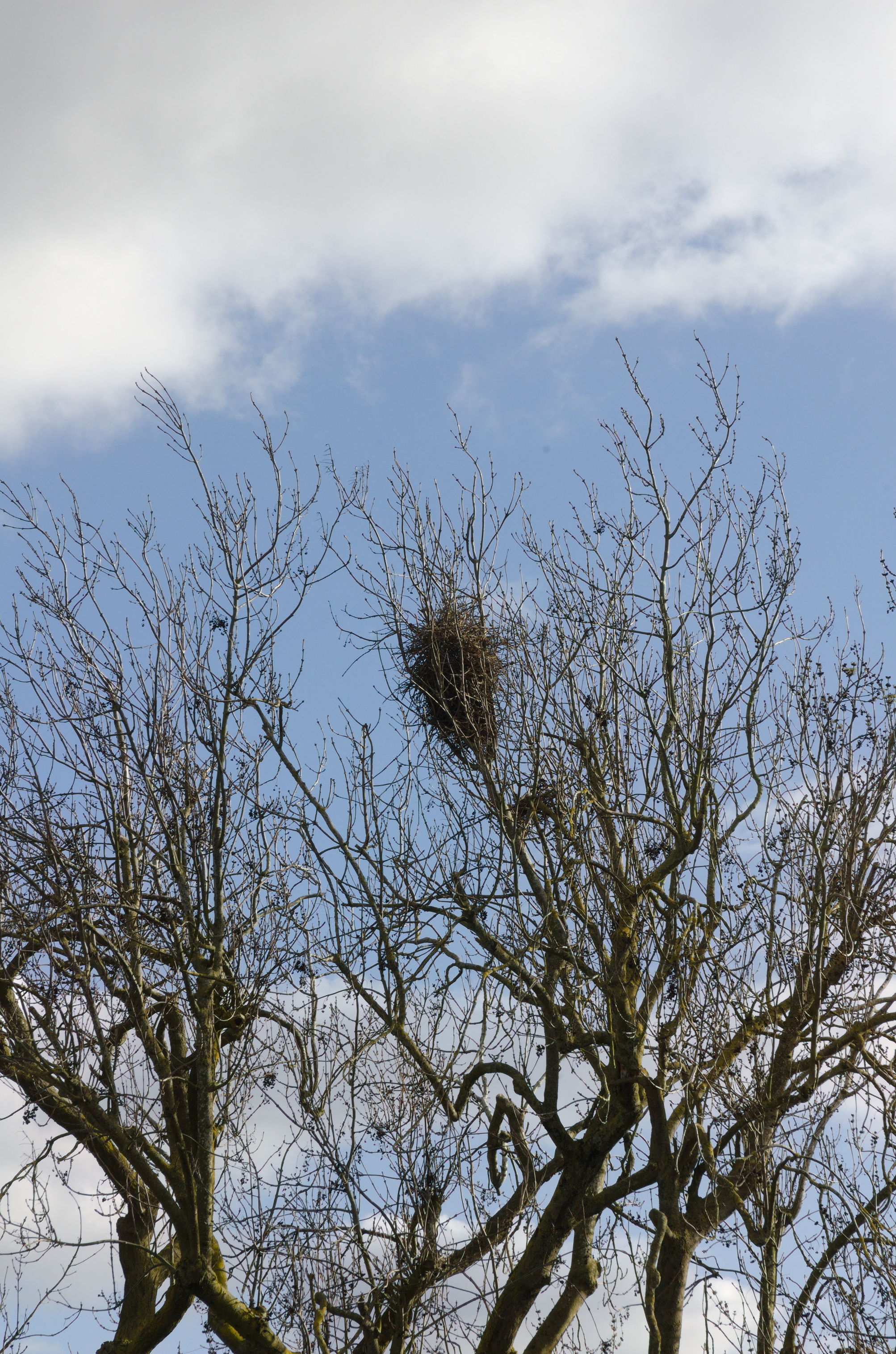 Nikon D70 + Nikkor 18-70mm f/3.5-4.5G