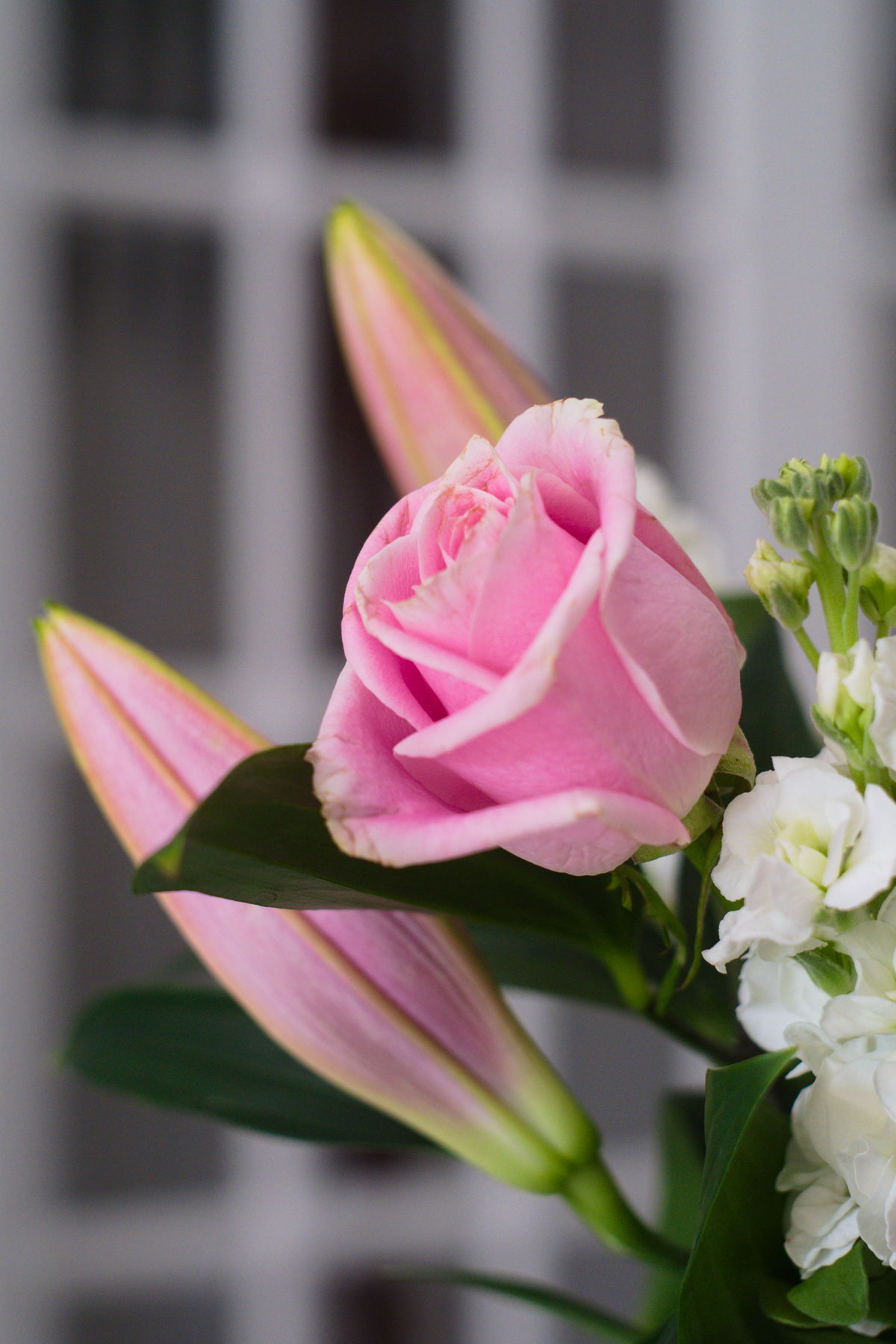 FujiFilm X-T20 + Helios 44-2