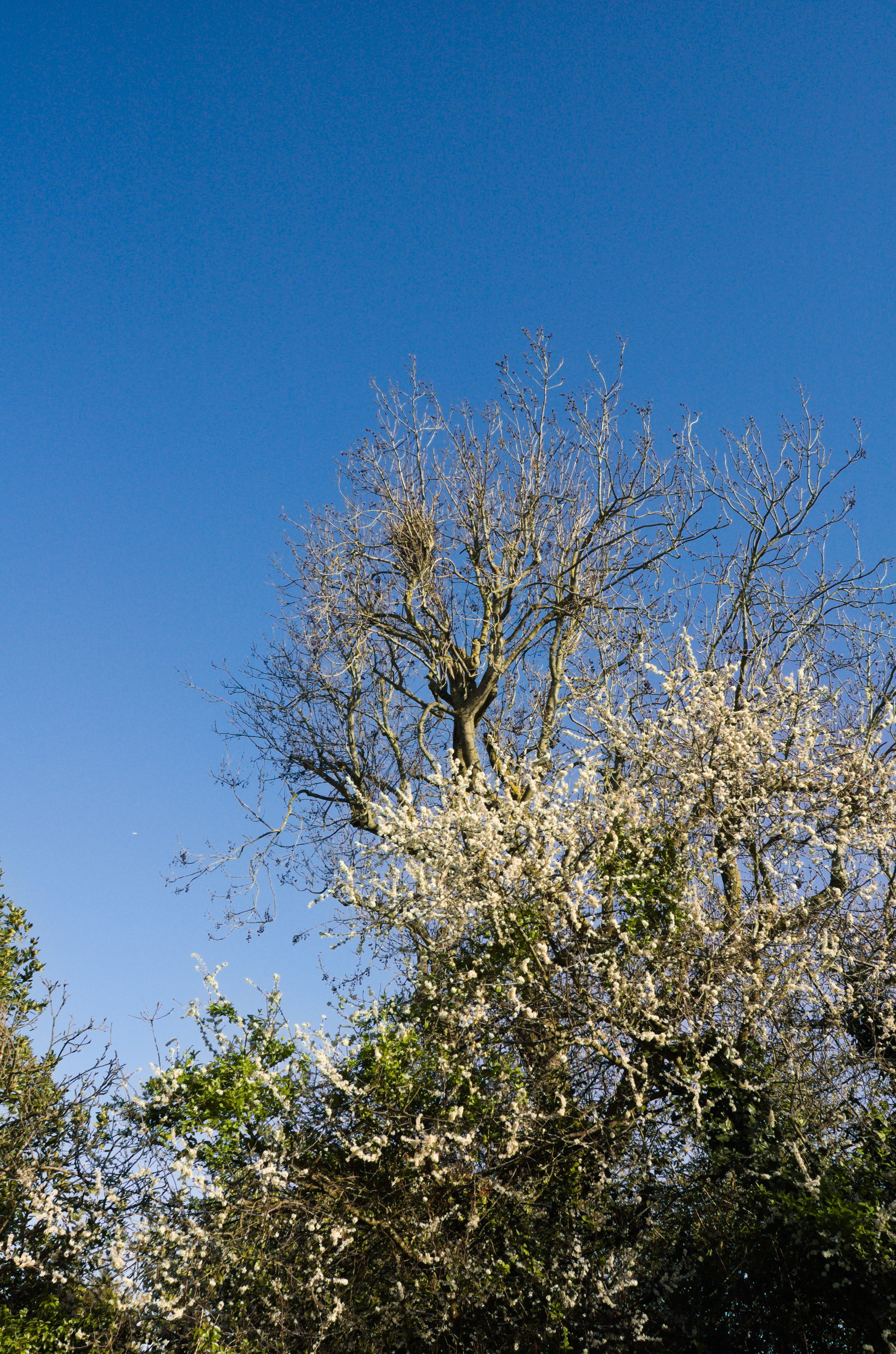 Nikon D70 + Nikkor AF 20mm f/2.8 D